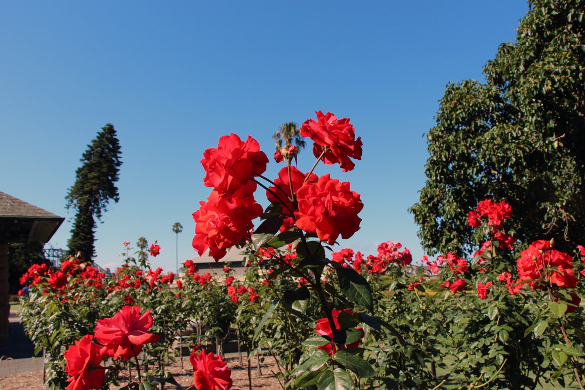 Jardín Botánico Real