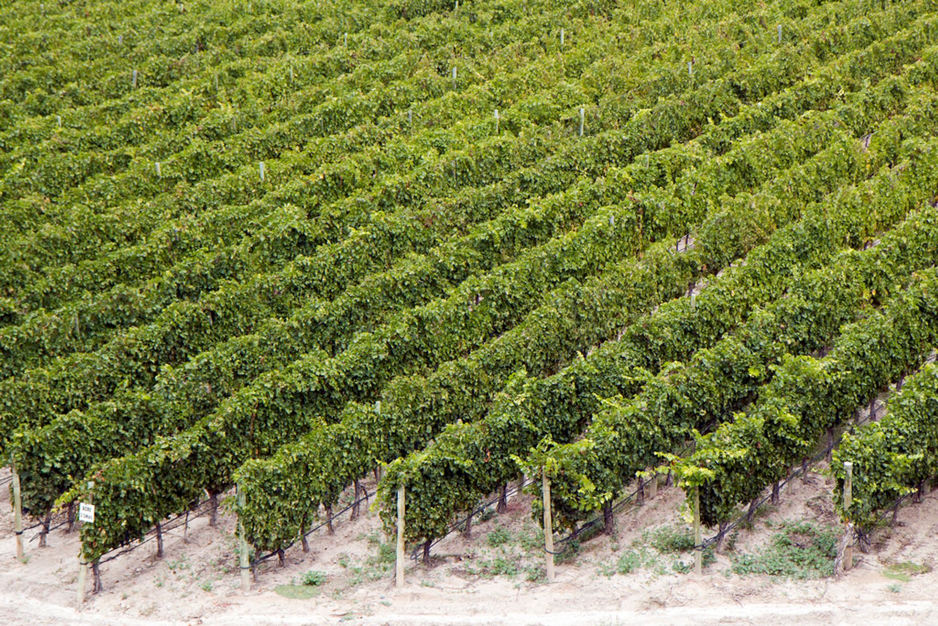 Grape Harvest