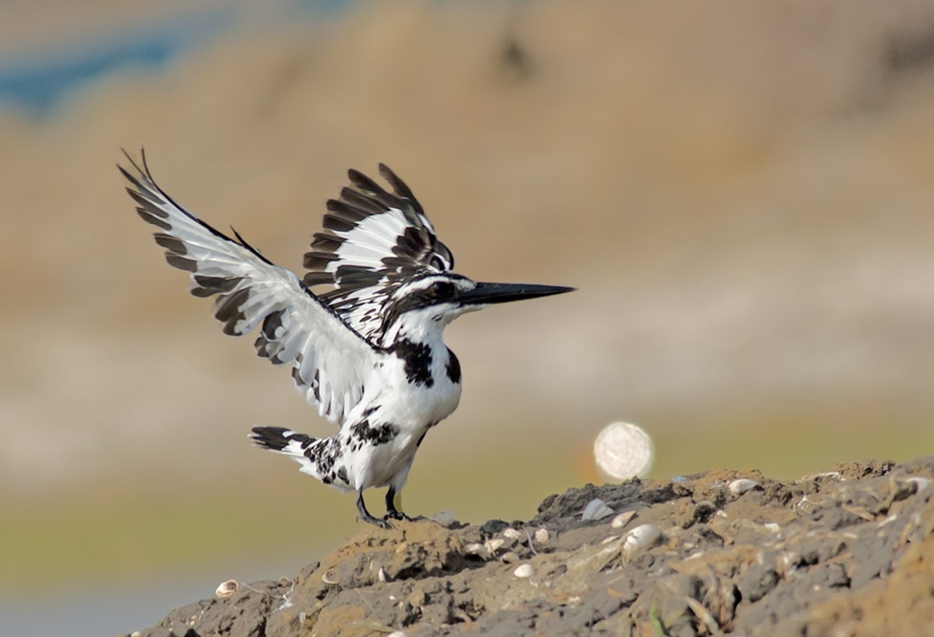 Vogelbeobachtung