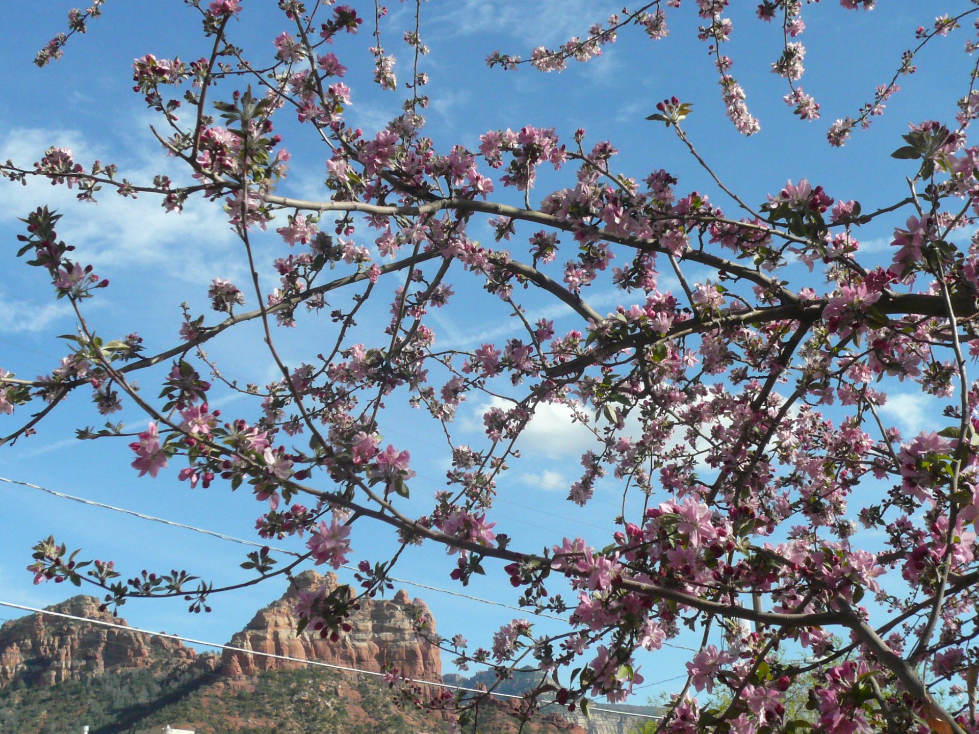 Cerezos en flor en Arizona, 2024