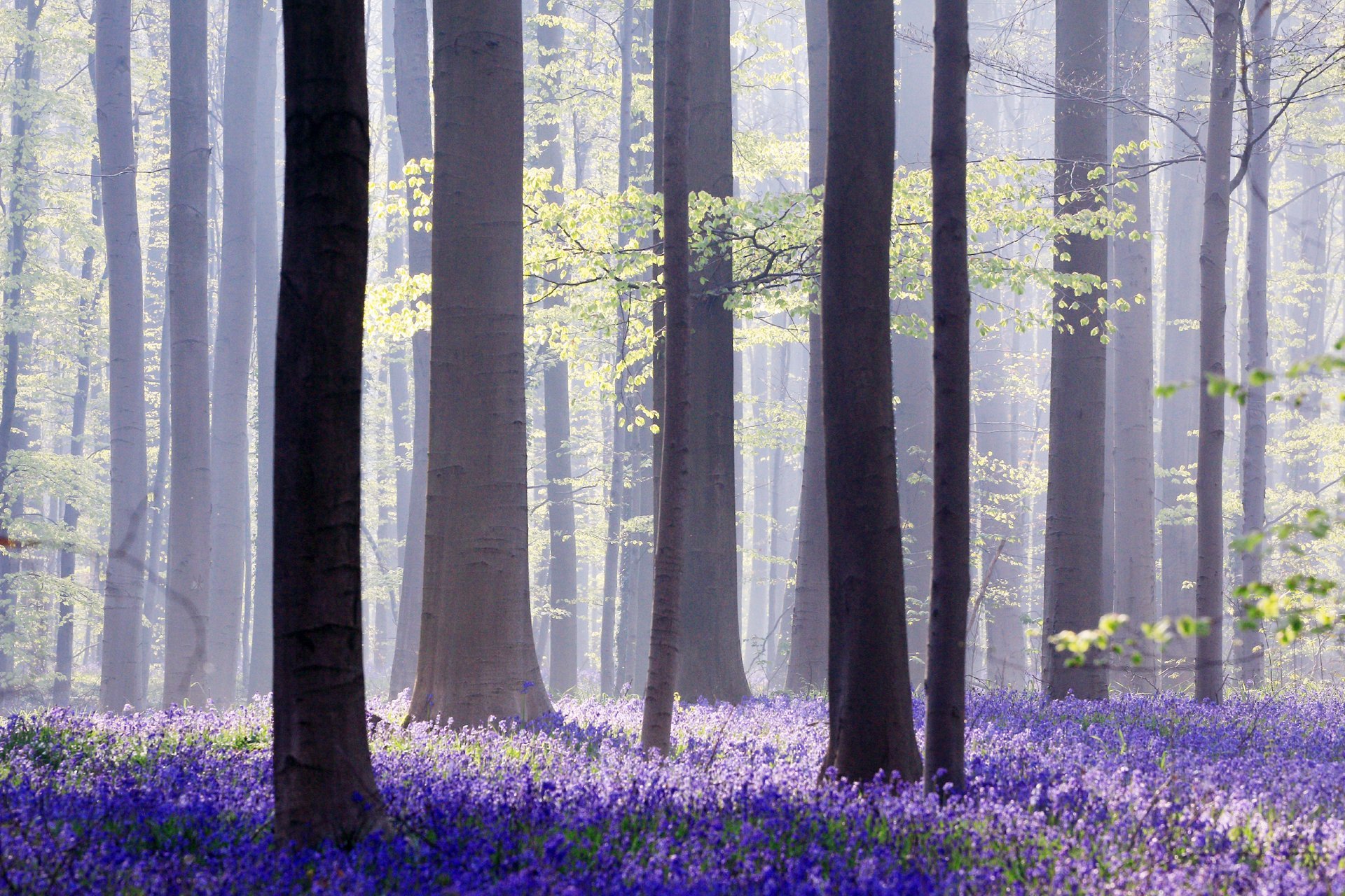 Hallerbos