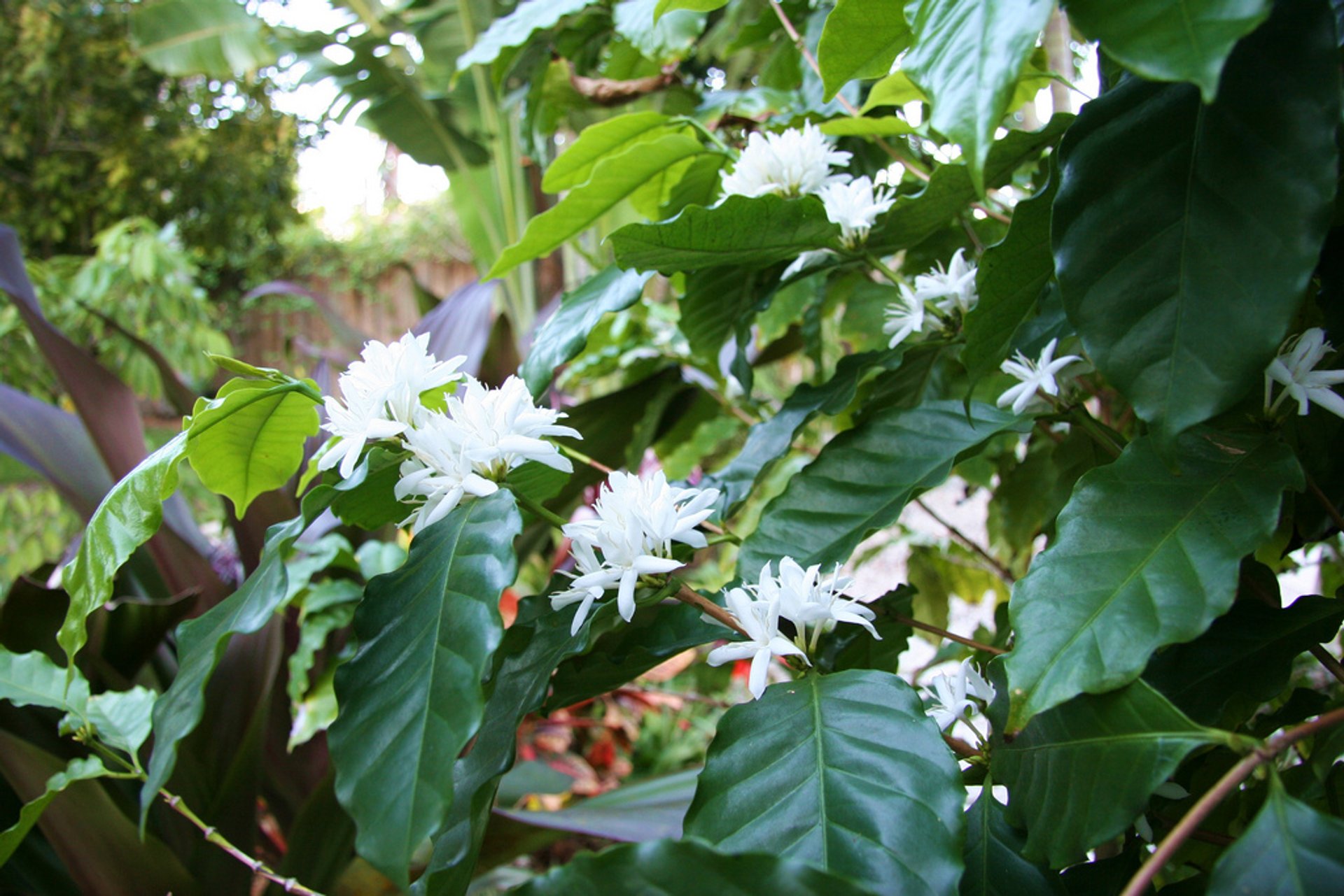 Flor de café Kona ou "Kona Snow"