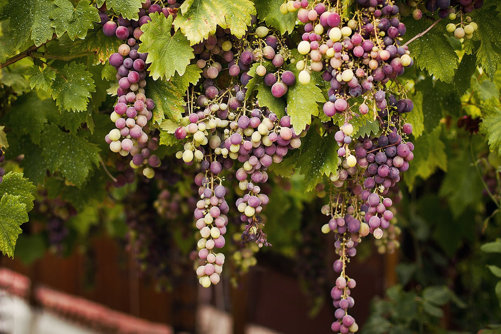 Grape Harvest