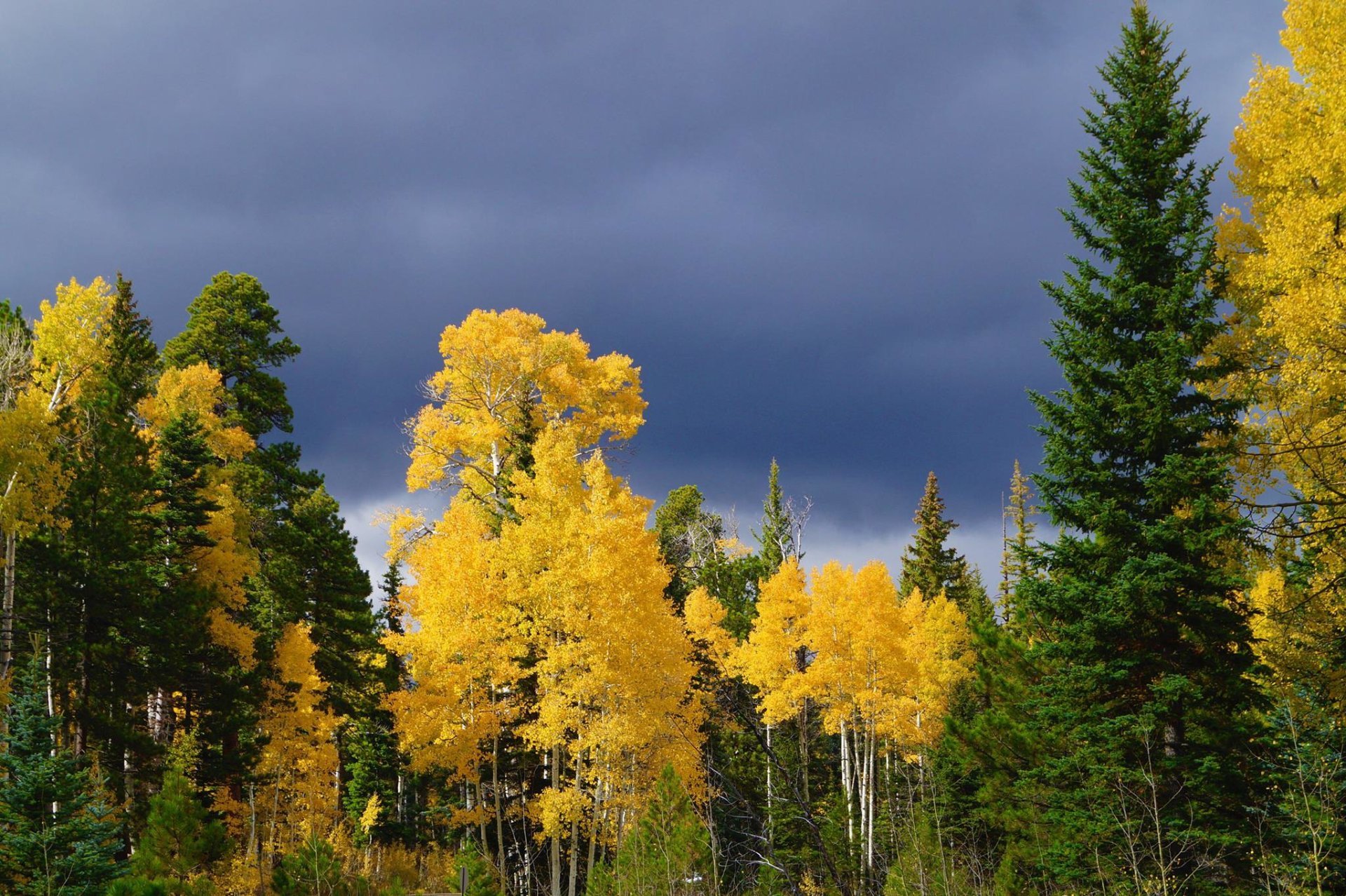 Foliages d'automne