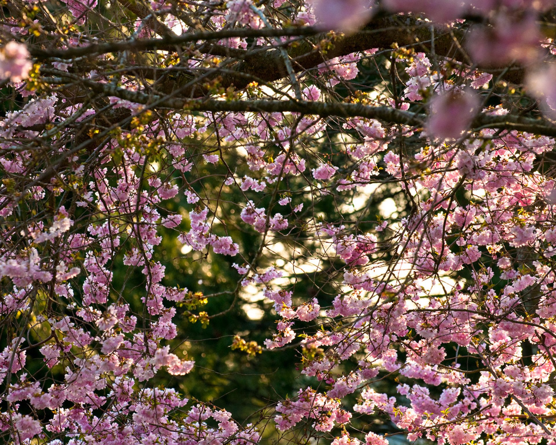 Blooming Season In Vancouver 2025 Rove me