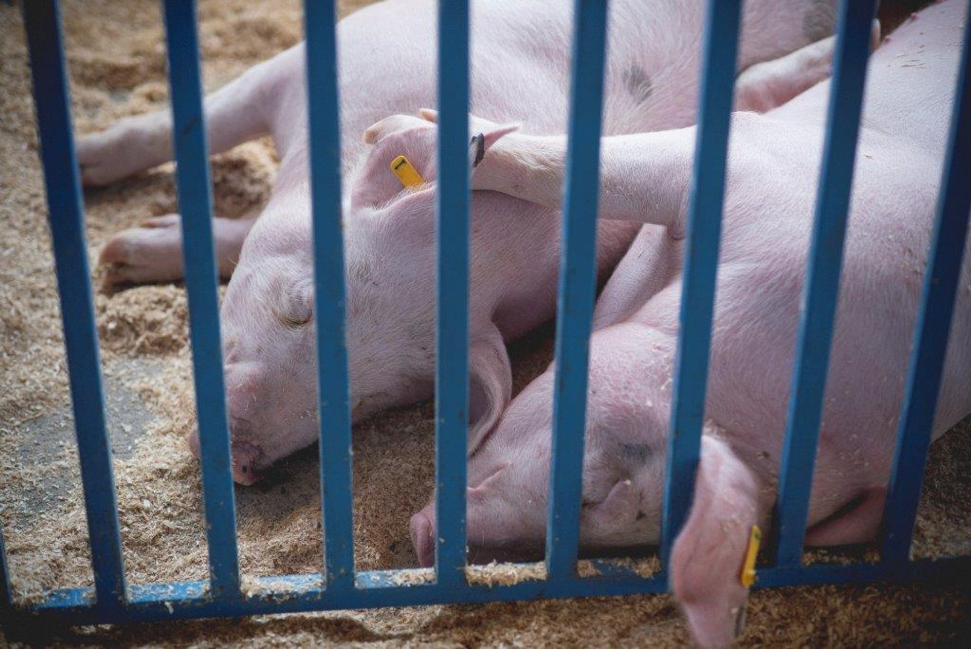 New Jersey State Fair