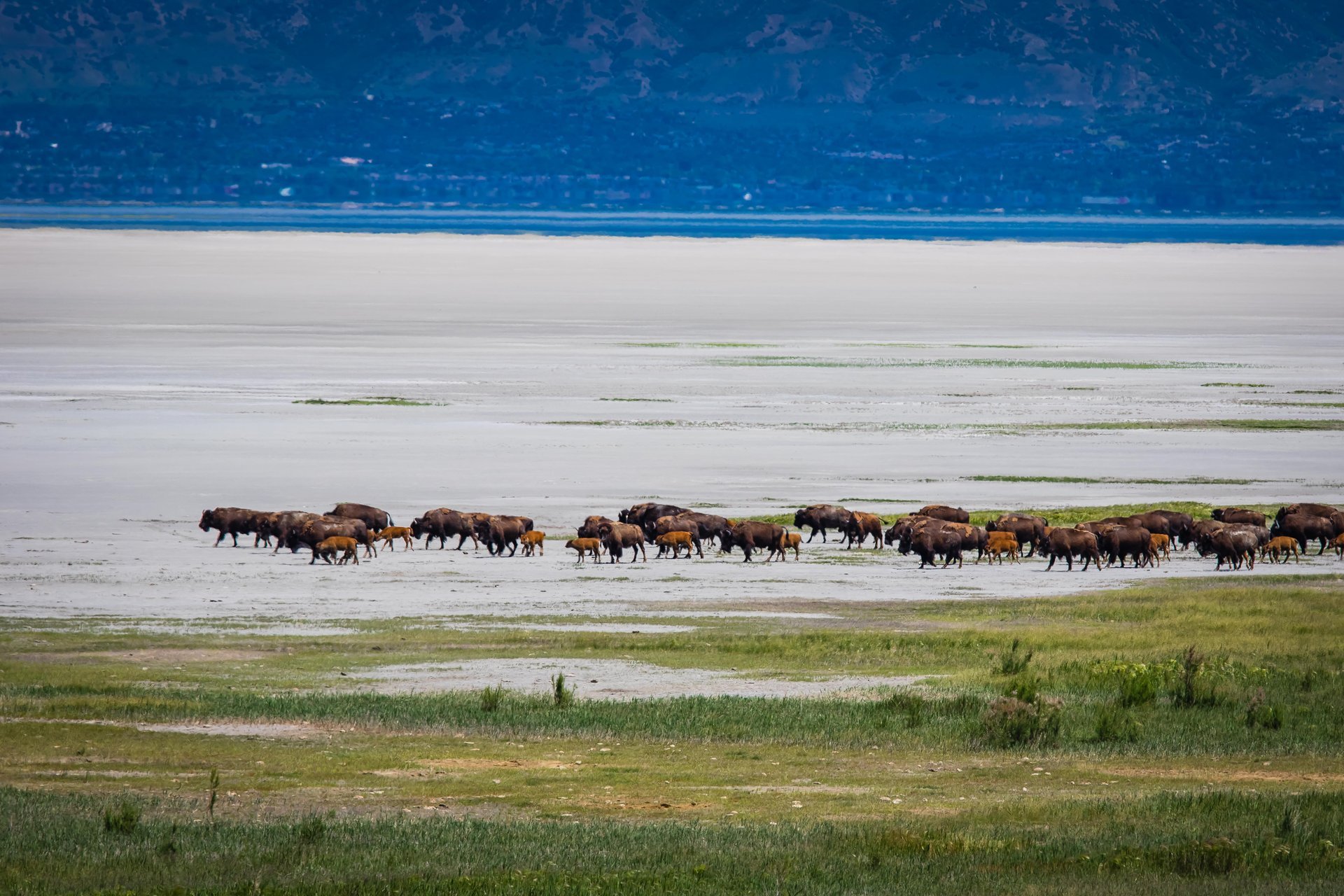 Bison beobachtung