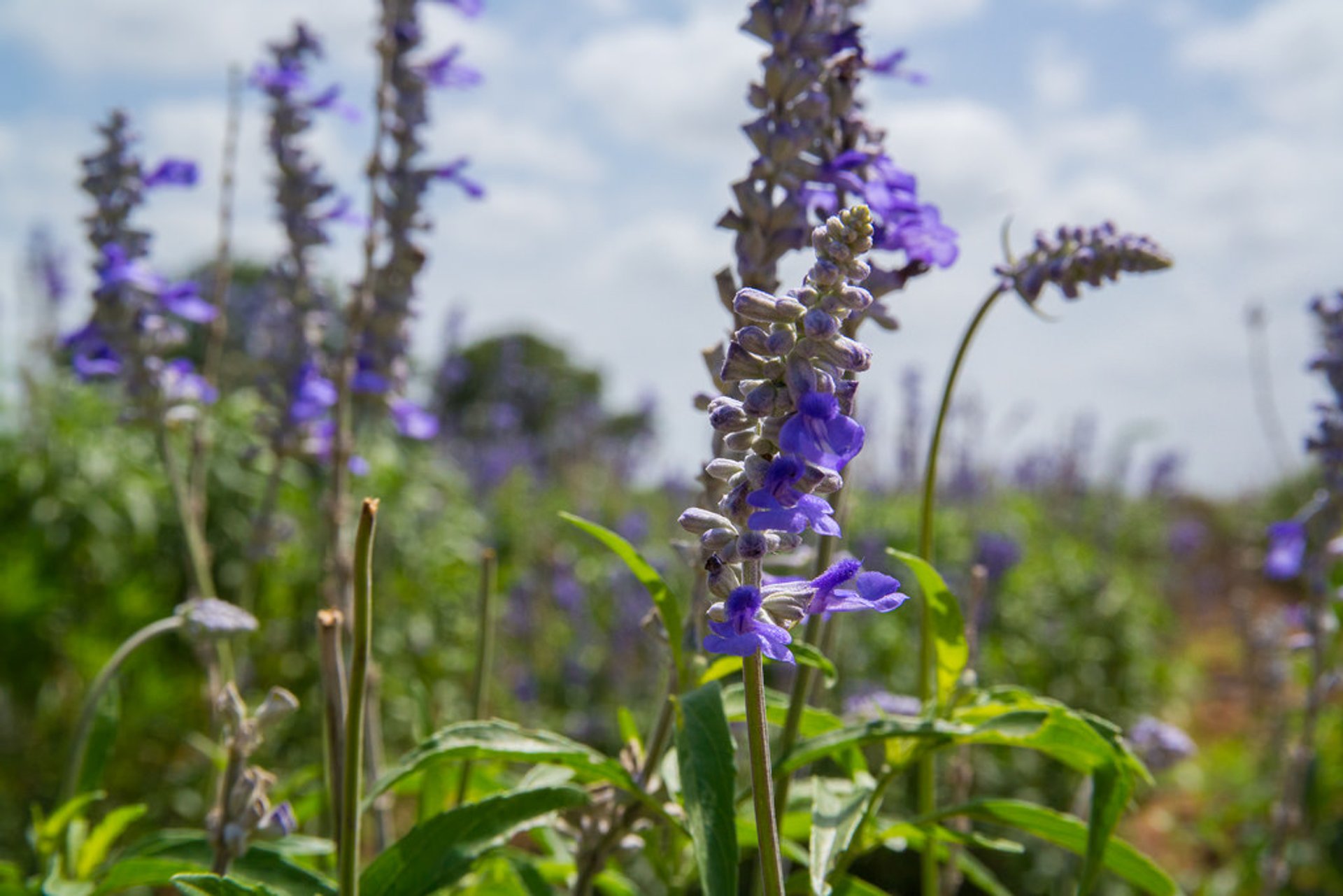 Caminhos de lavanda