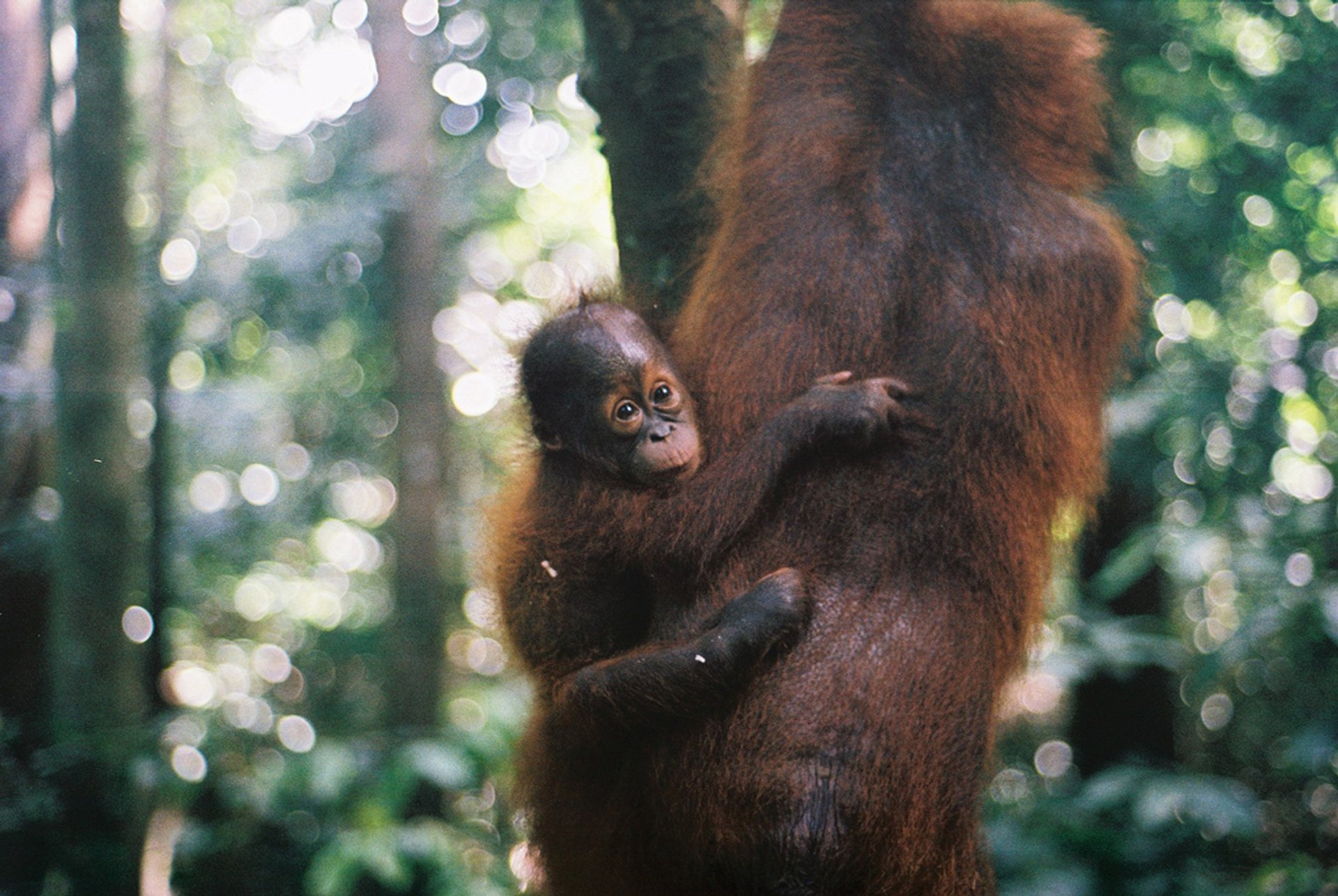 Observando orangulanos