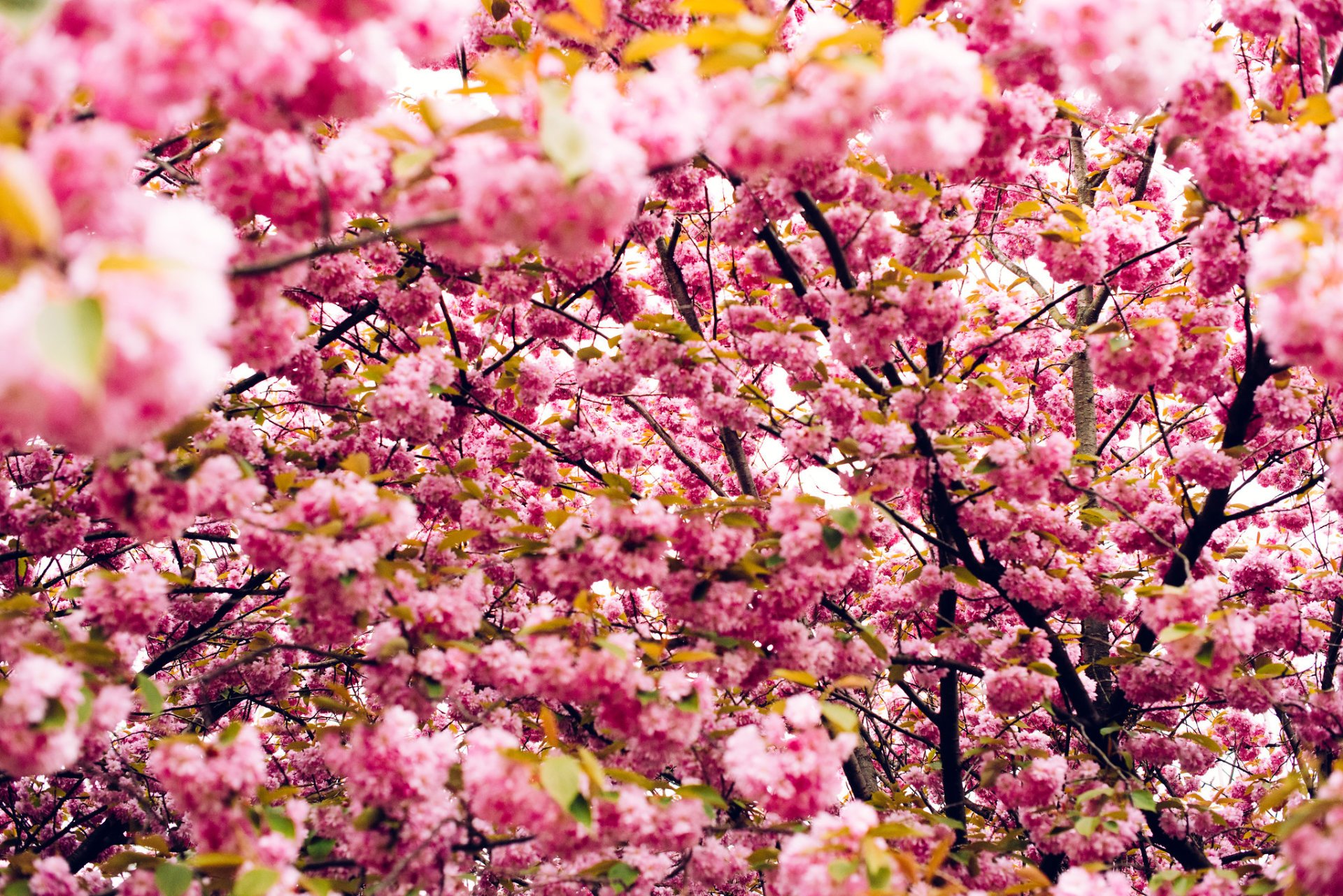 Cherry Blossom in Copenhagen