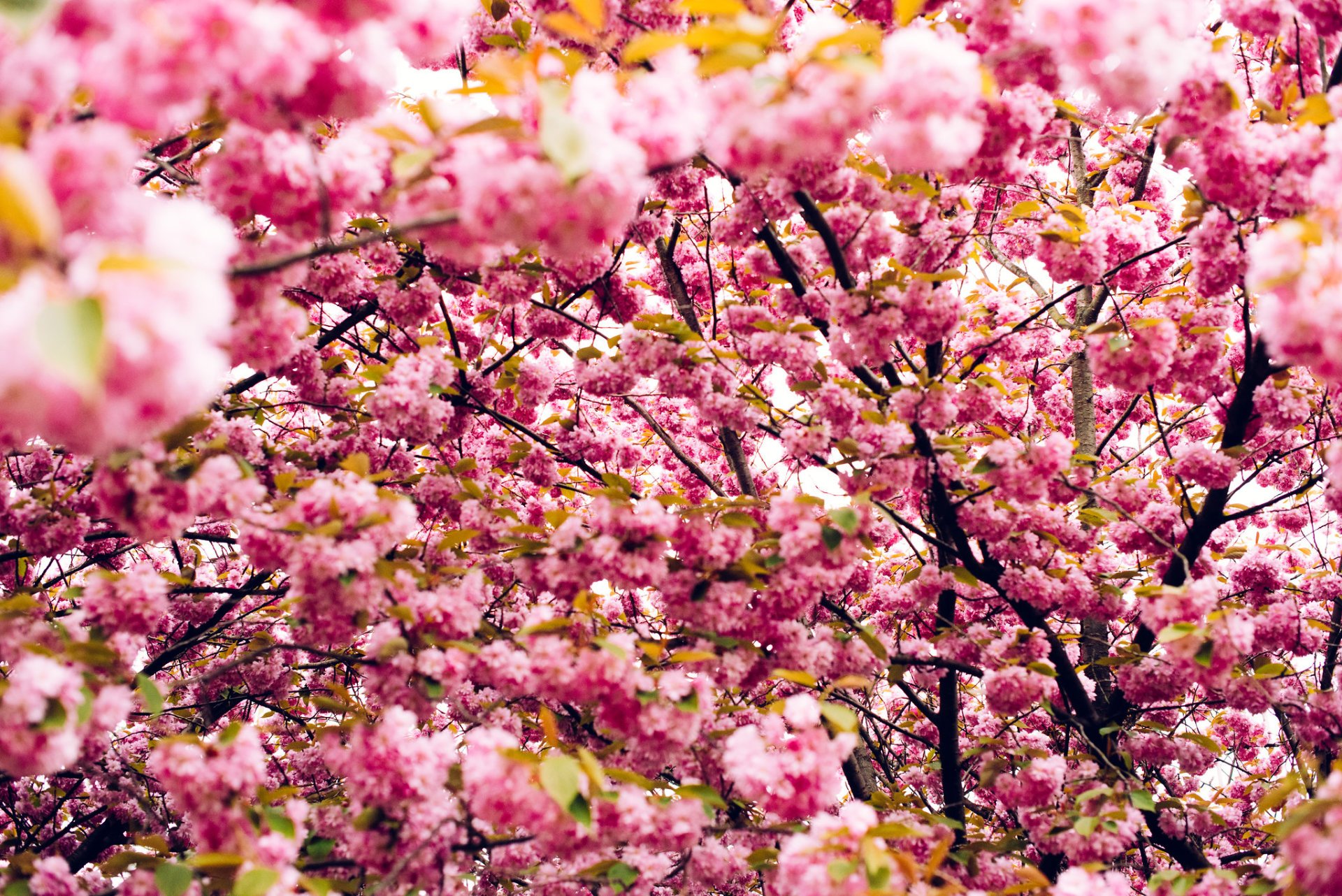 Fleur de cerise à Copenhague