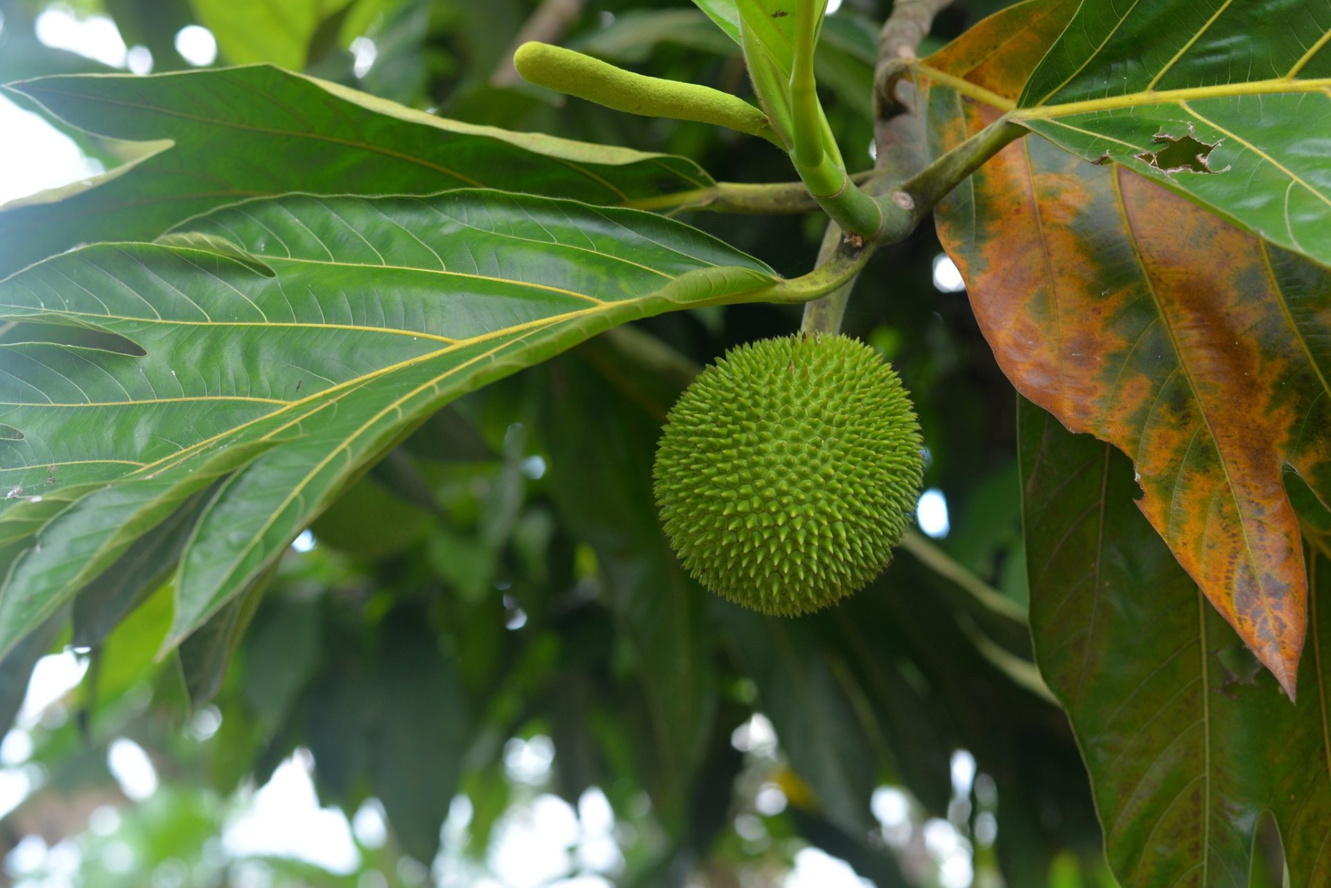 Breadfruit (Buen Pan)