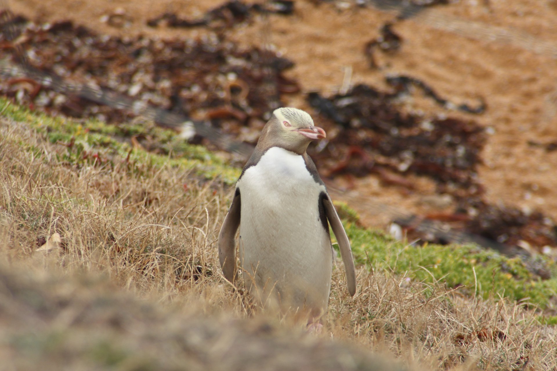 Pingouin de Hoiho aux yeux jaunes