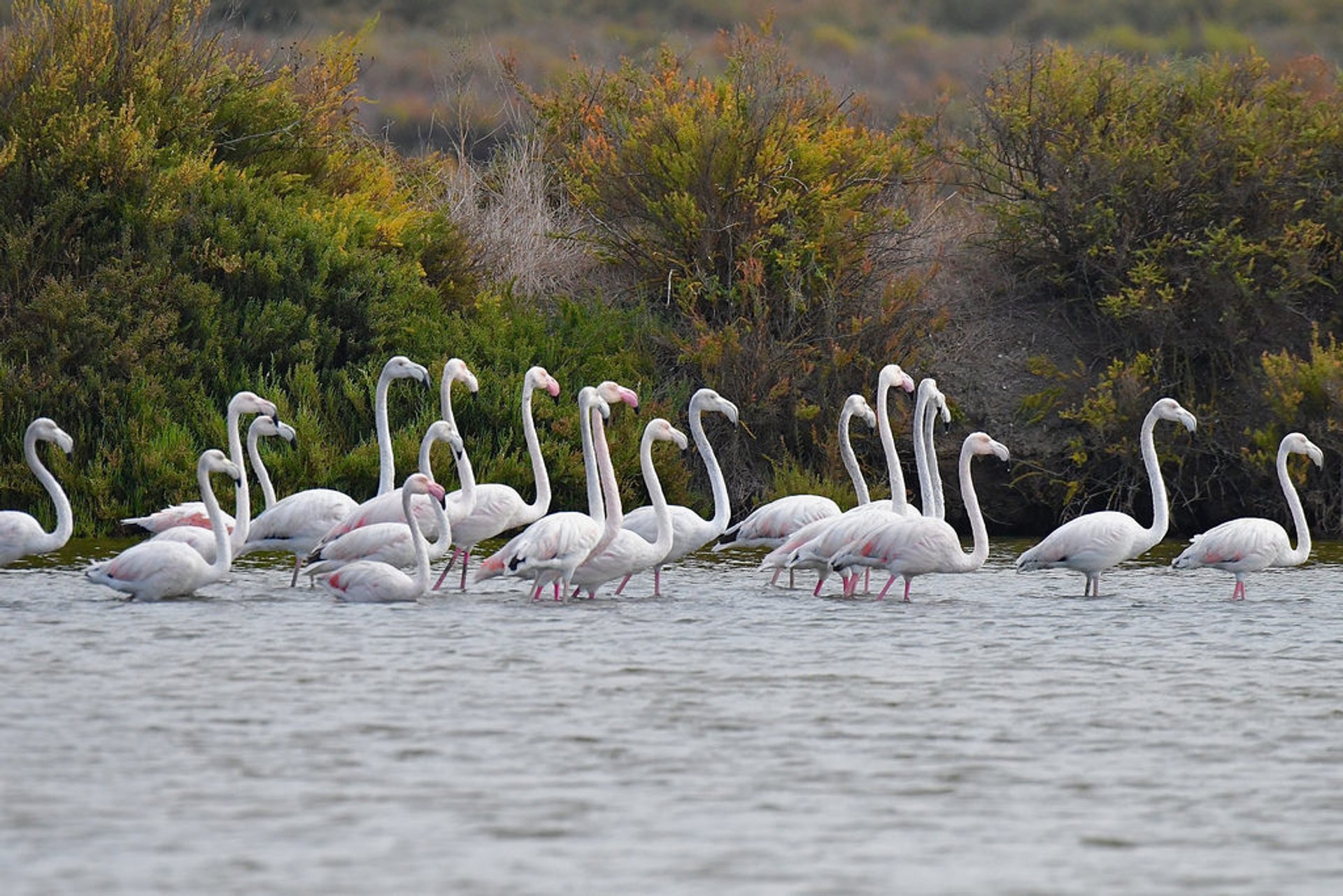 Flamingos nella Riserva Naturale dell'Estuario del Tago