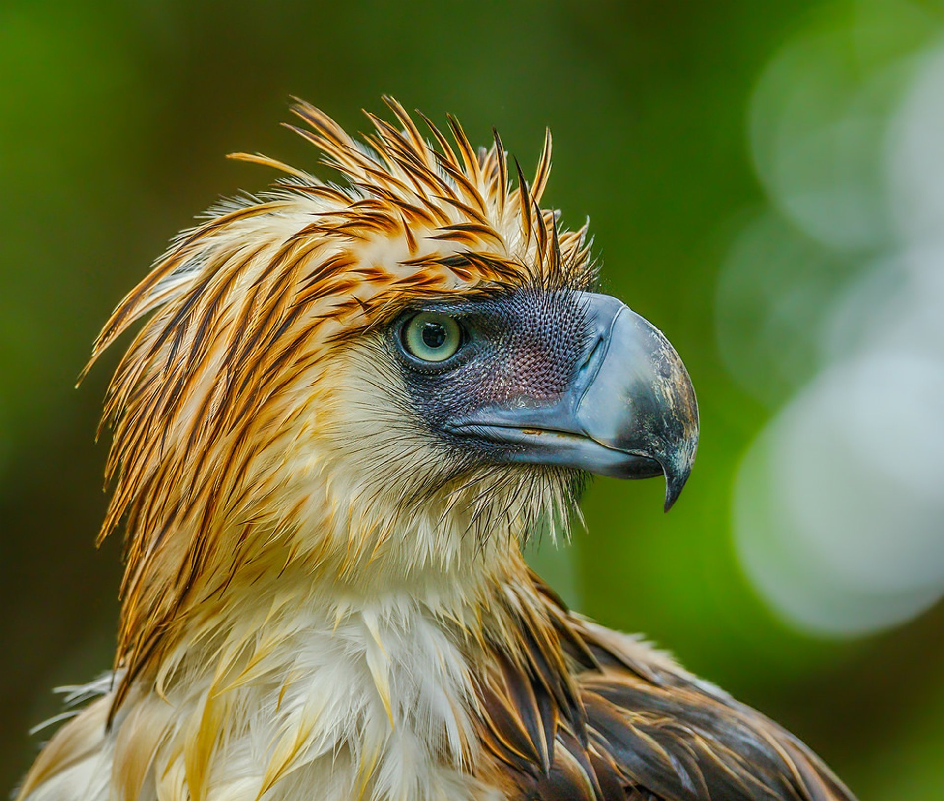 Águila filipina