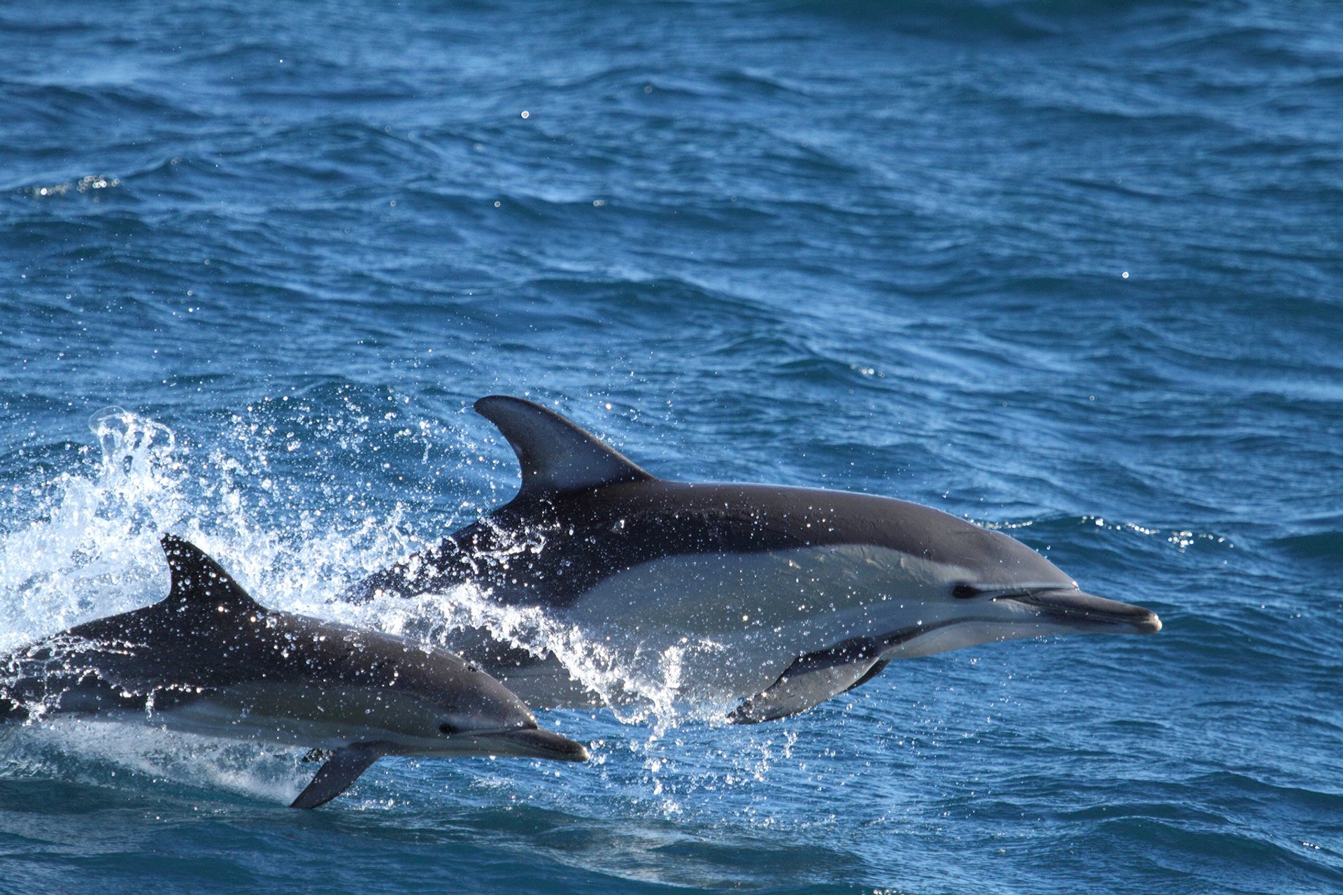 Wal und Delfinbeobachtung (Whale Watching)