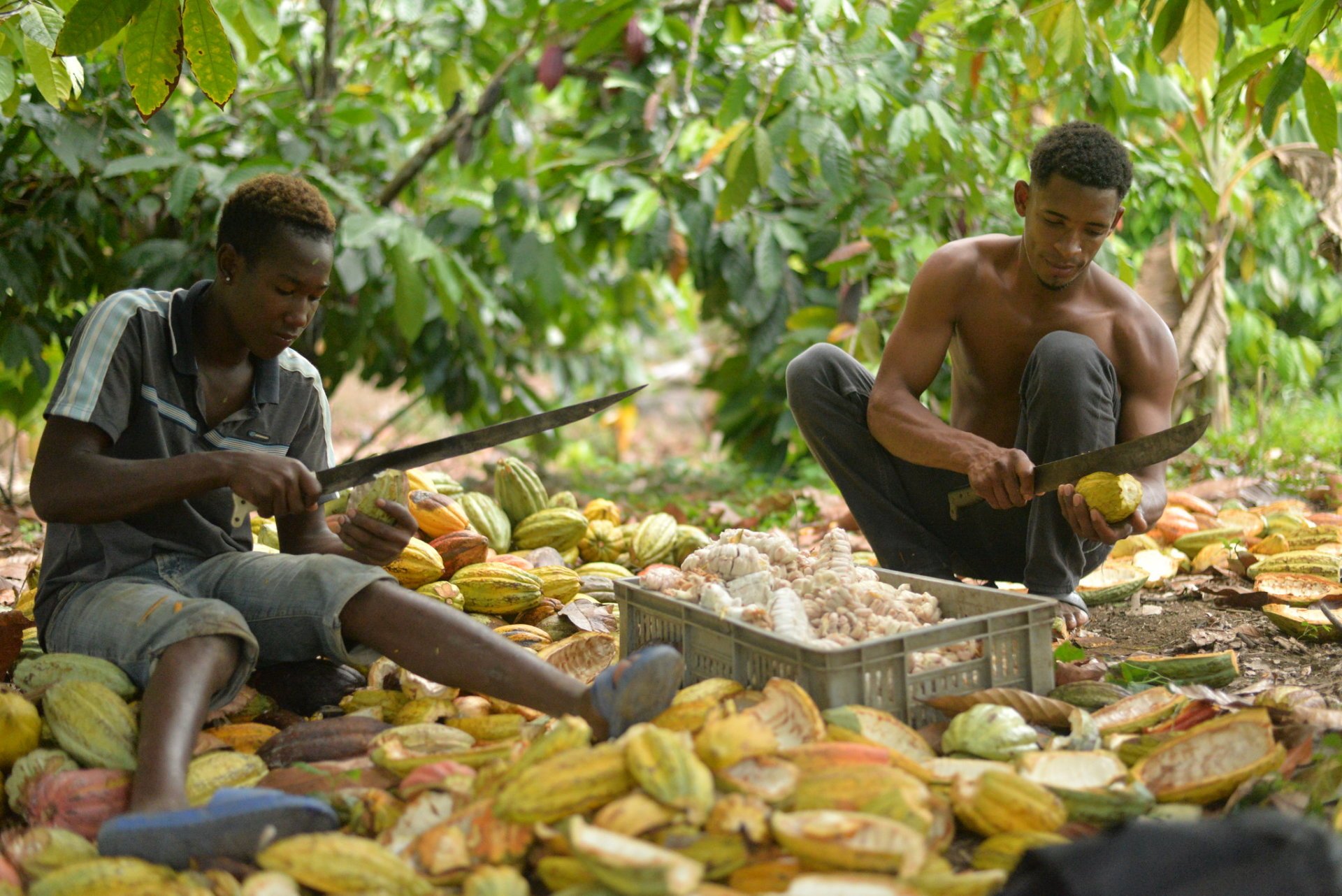 Cacao