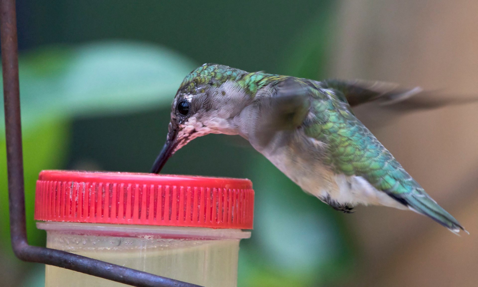 Best Time to See Hummingbirds in North Carolina 2024 Rove.me