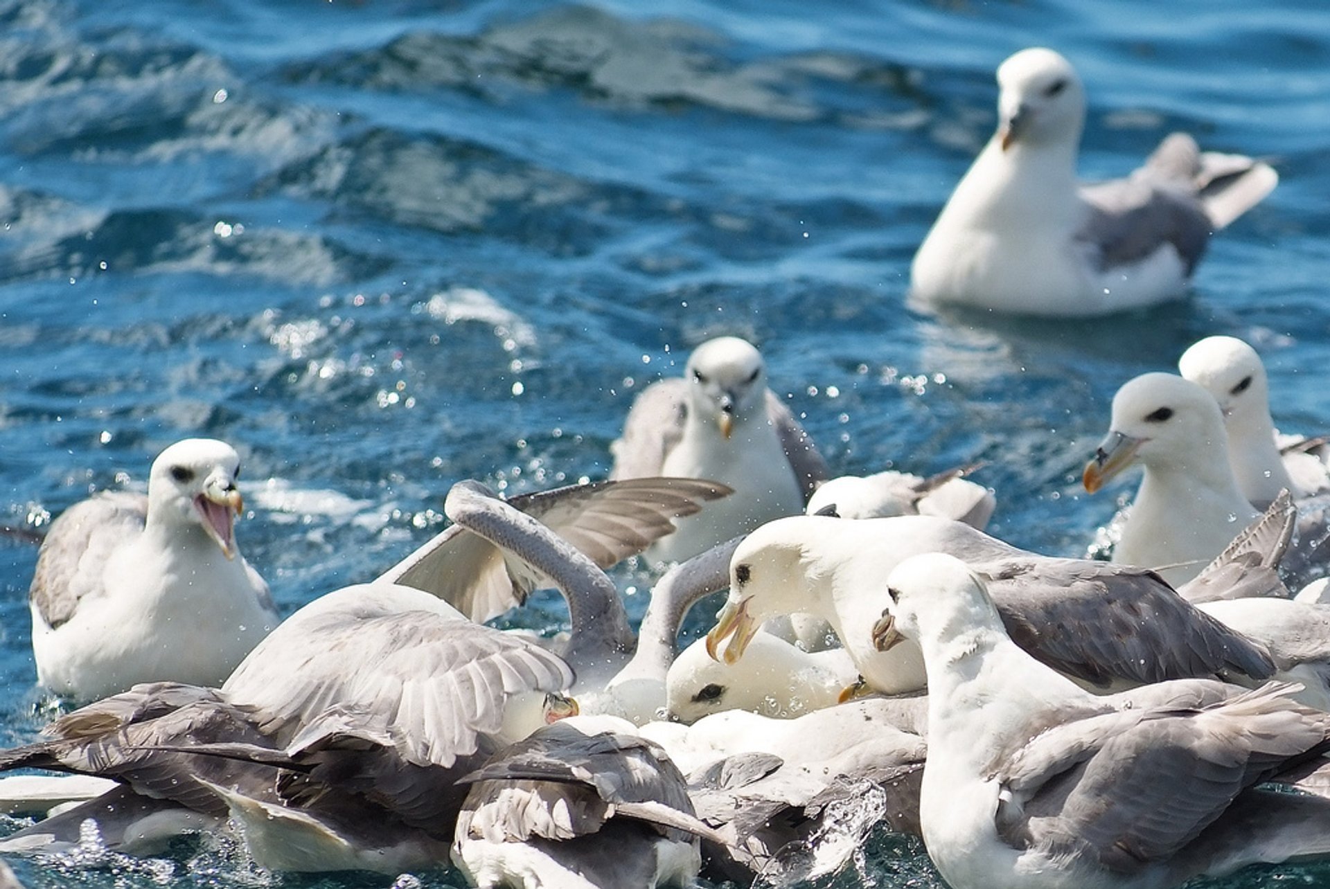 Pájaros migrantes