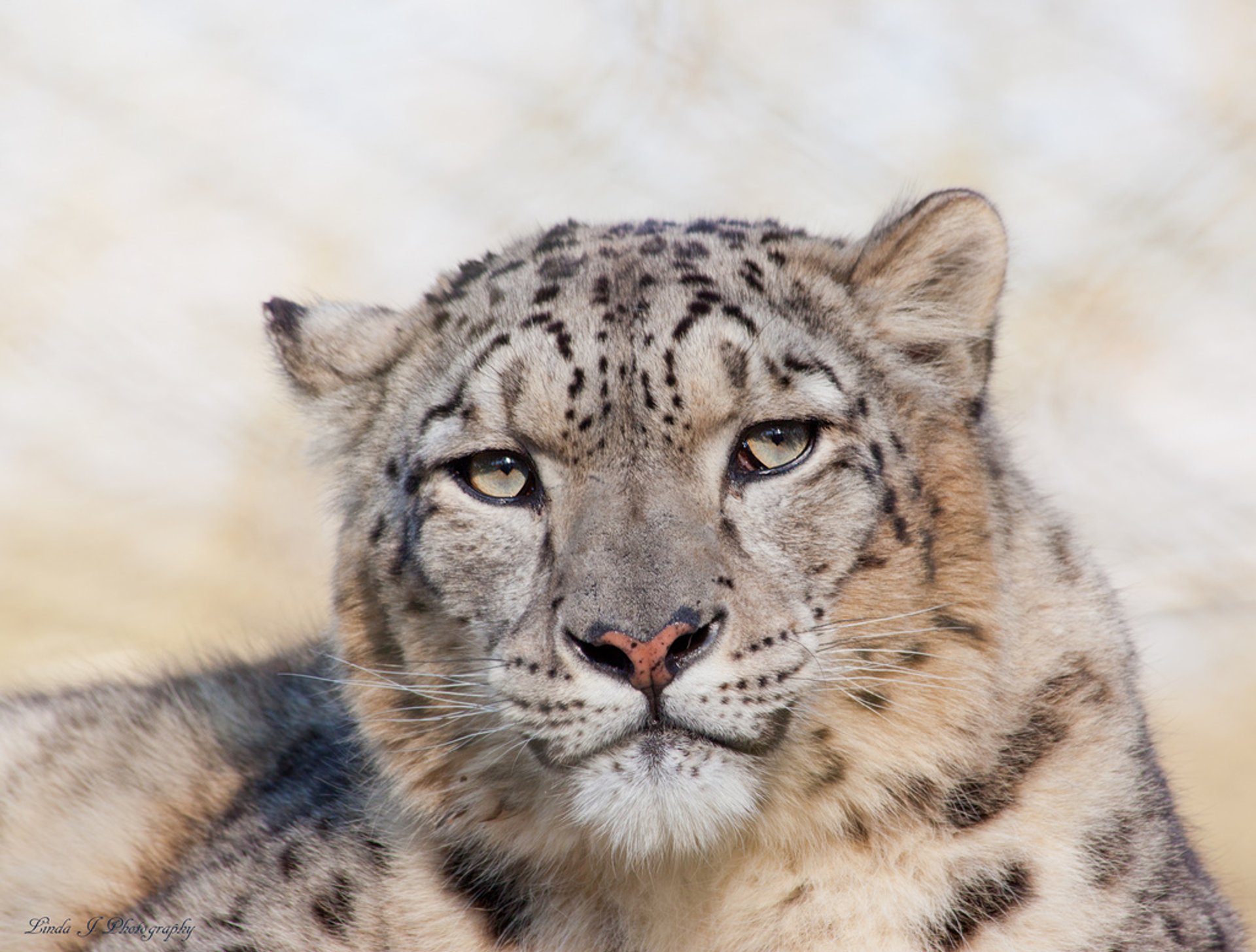 Leopardo delle nevi