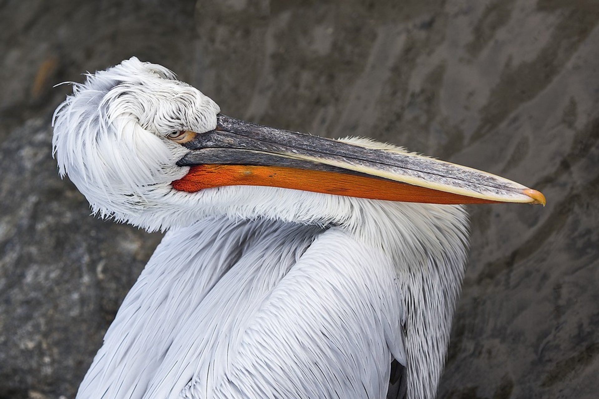 Dalmatian Pelicans