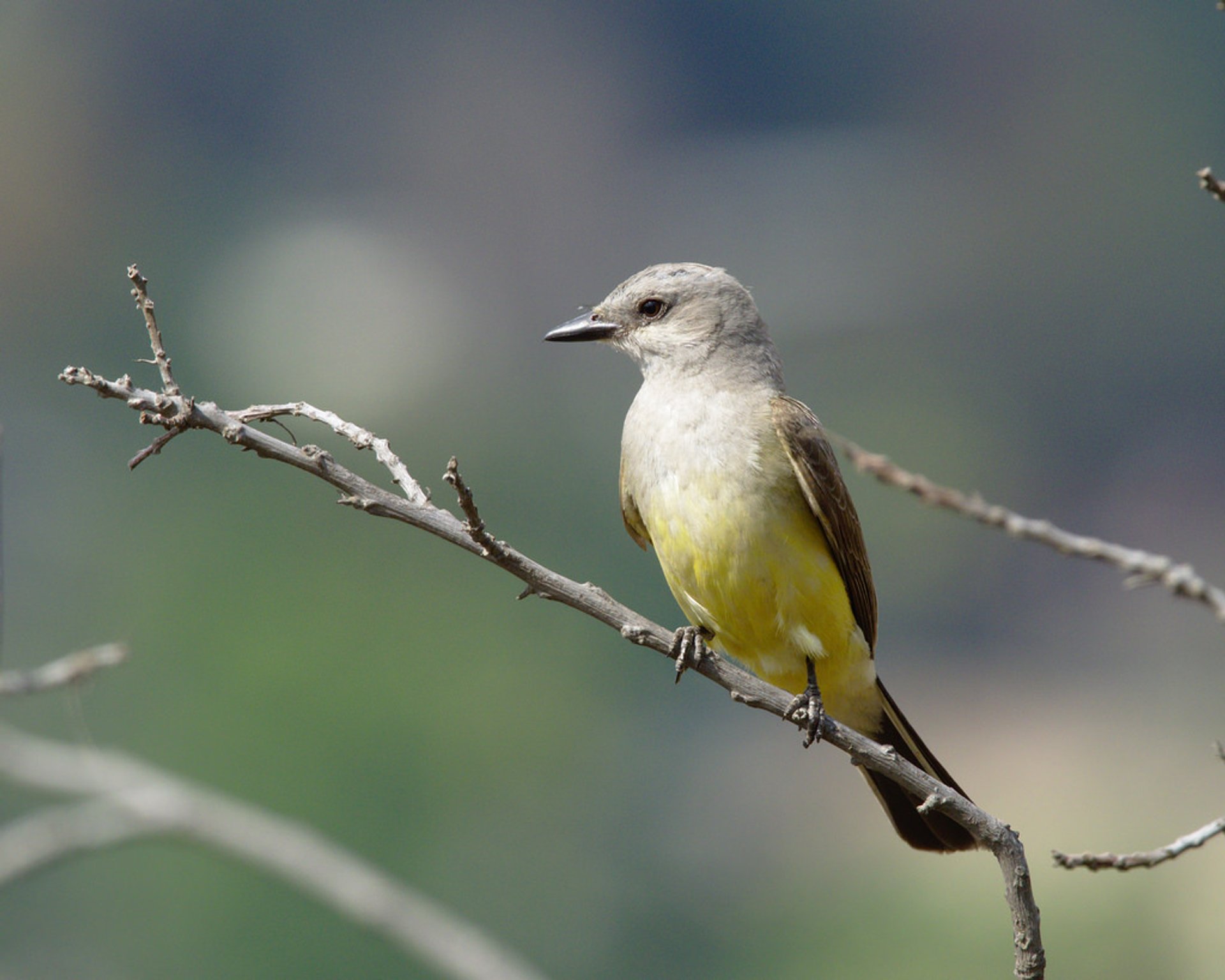 Observación de aves en Ernest E. Debs Park