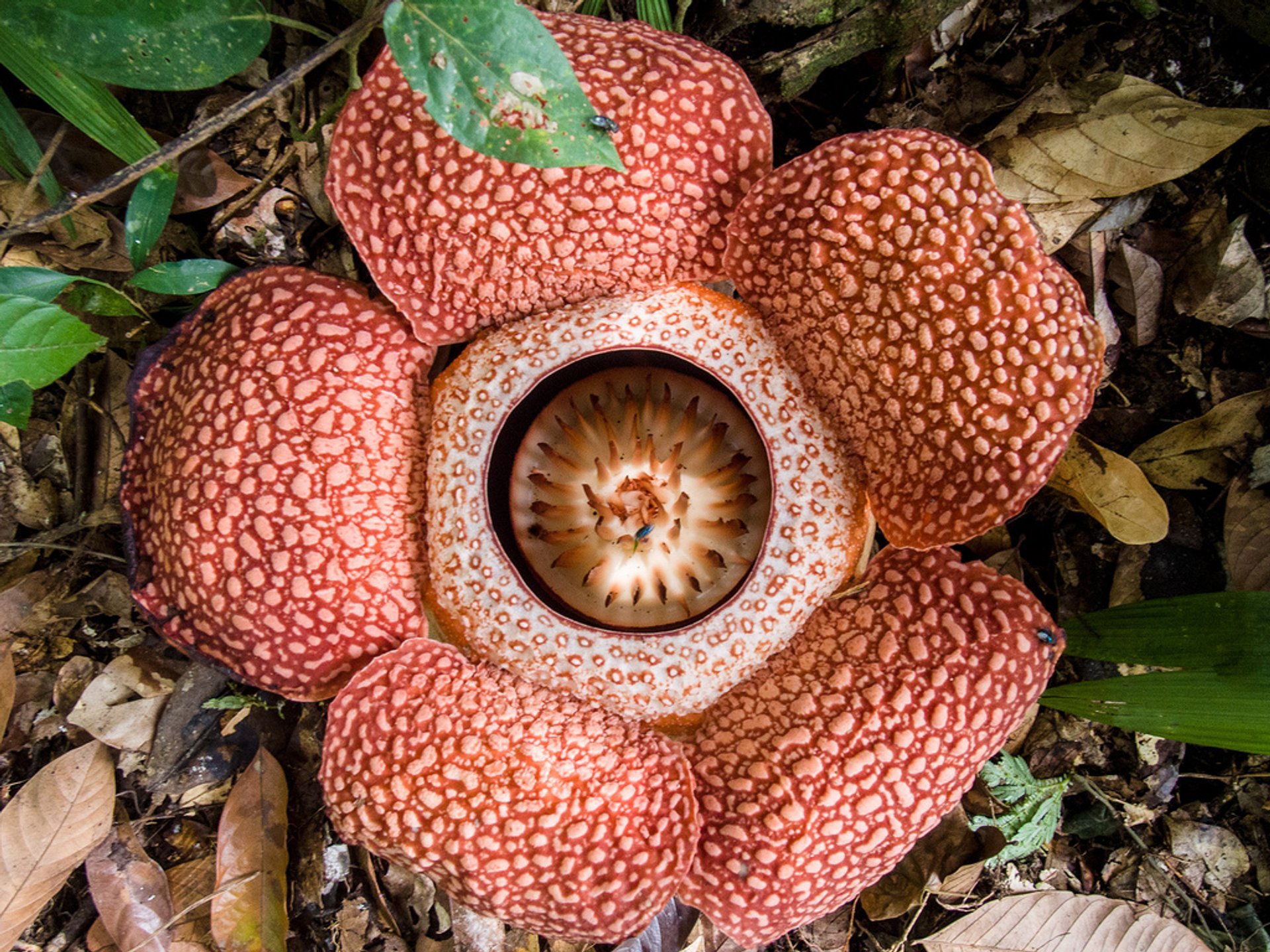 Best Time to See Rafflesia in Malaysia 2020 - When & Where ...