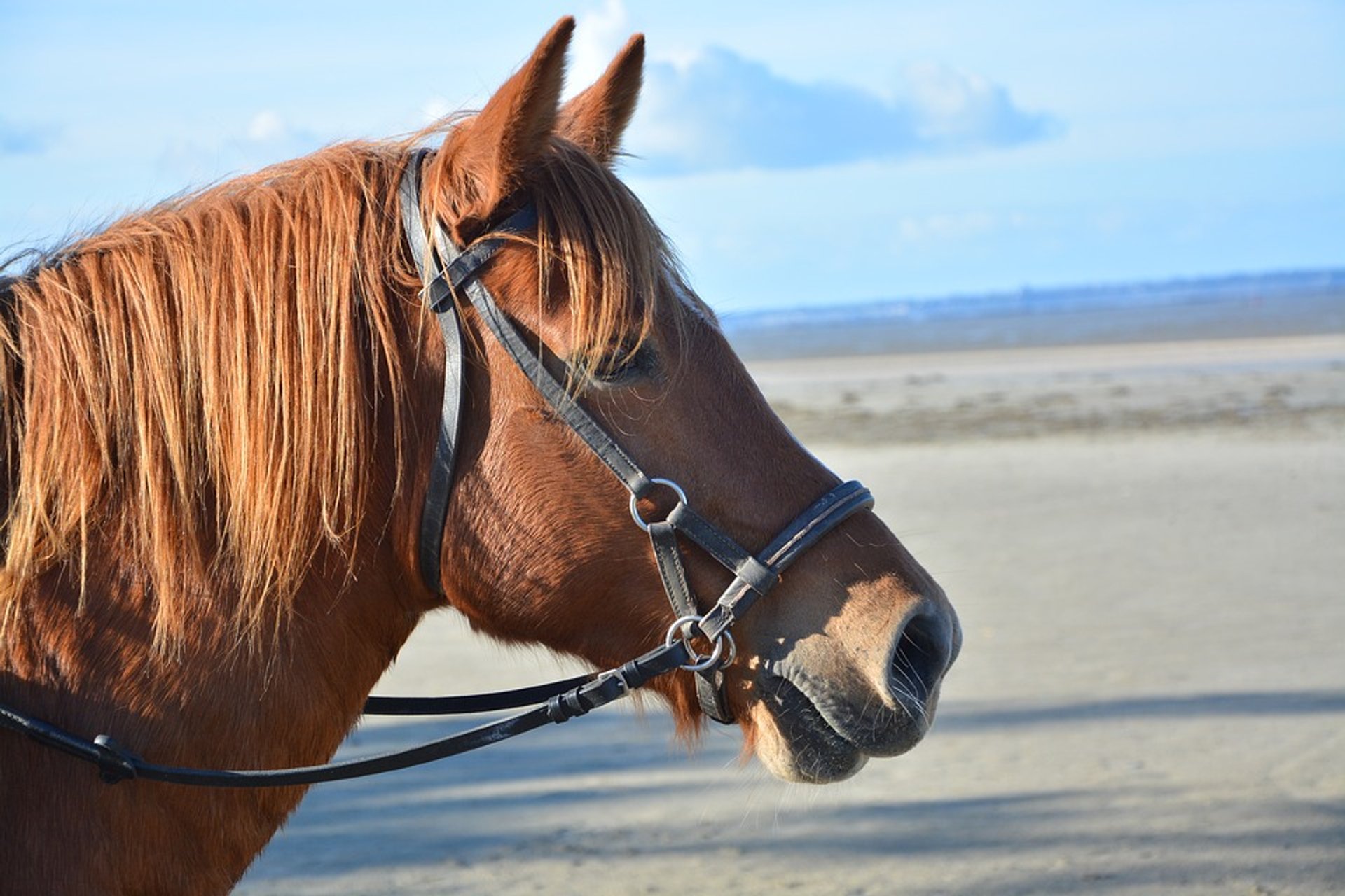 Montar a caballo