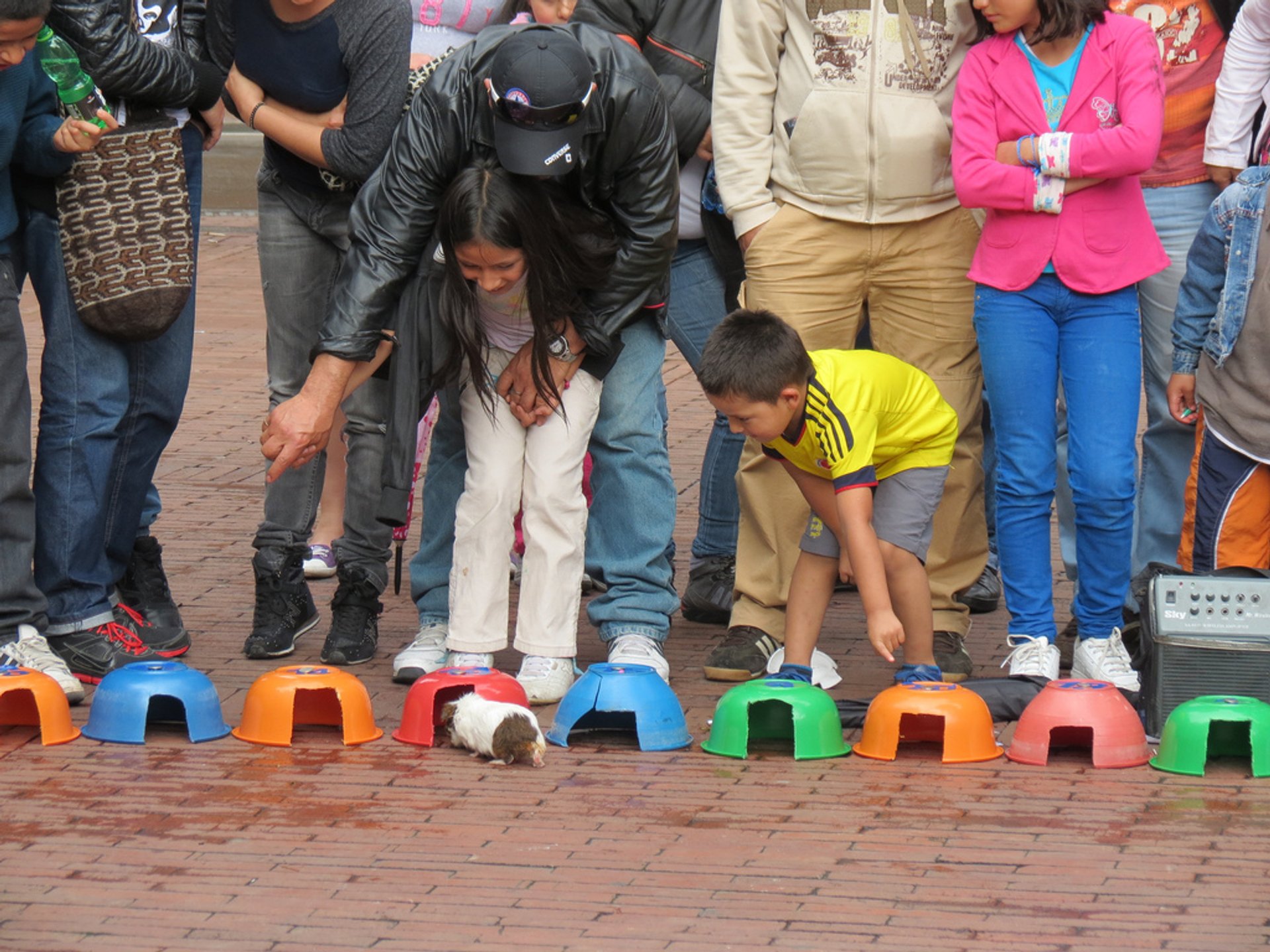 Bogota Guinea Pig Race