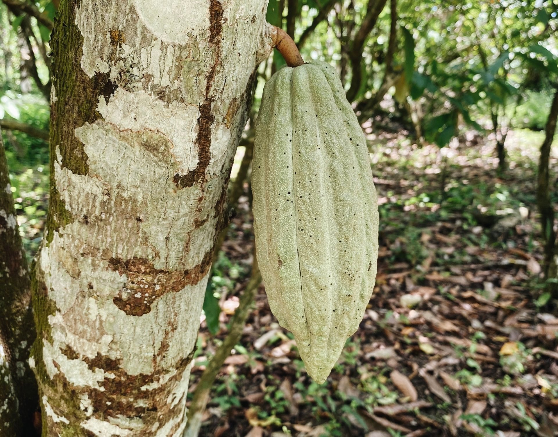 Cacao