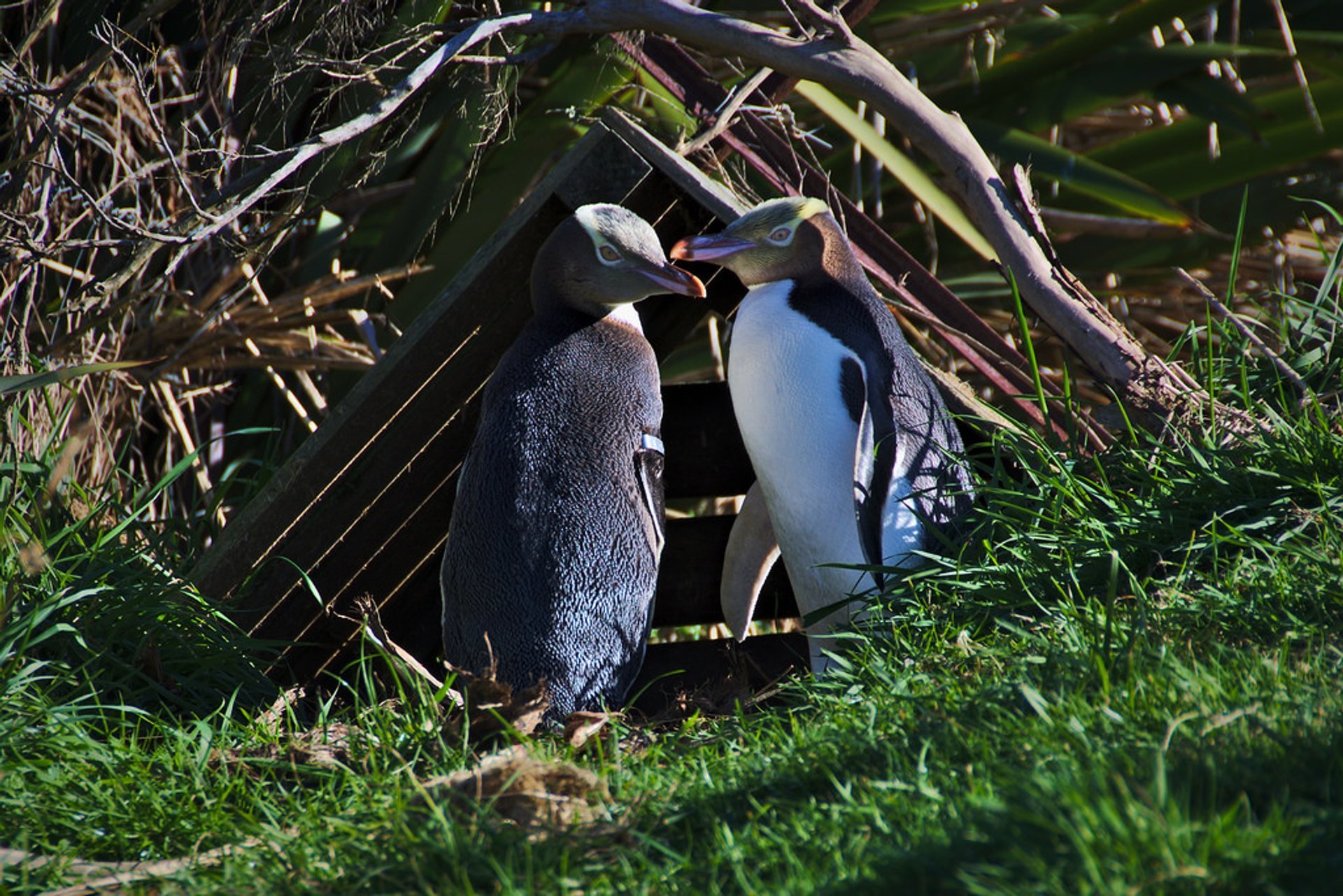 Pinguino di Hoiho a occhi gialli