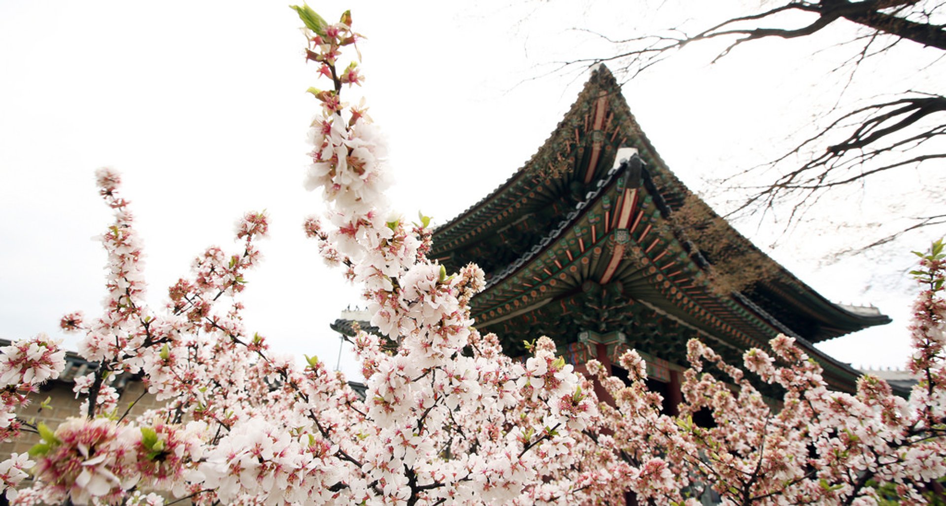 Spring in Seoul 2019 - Best Time