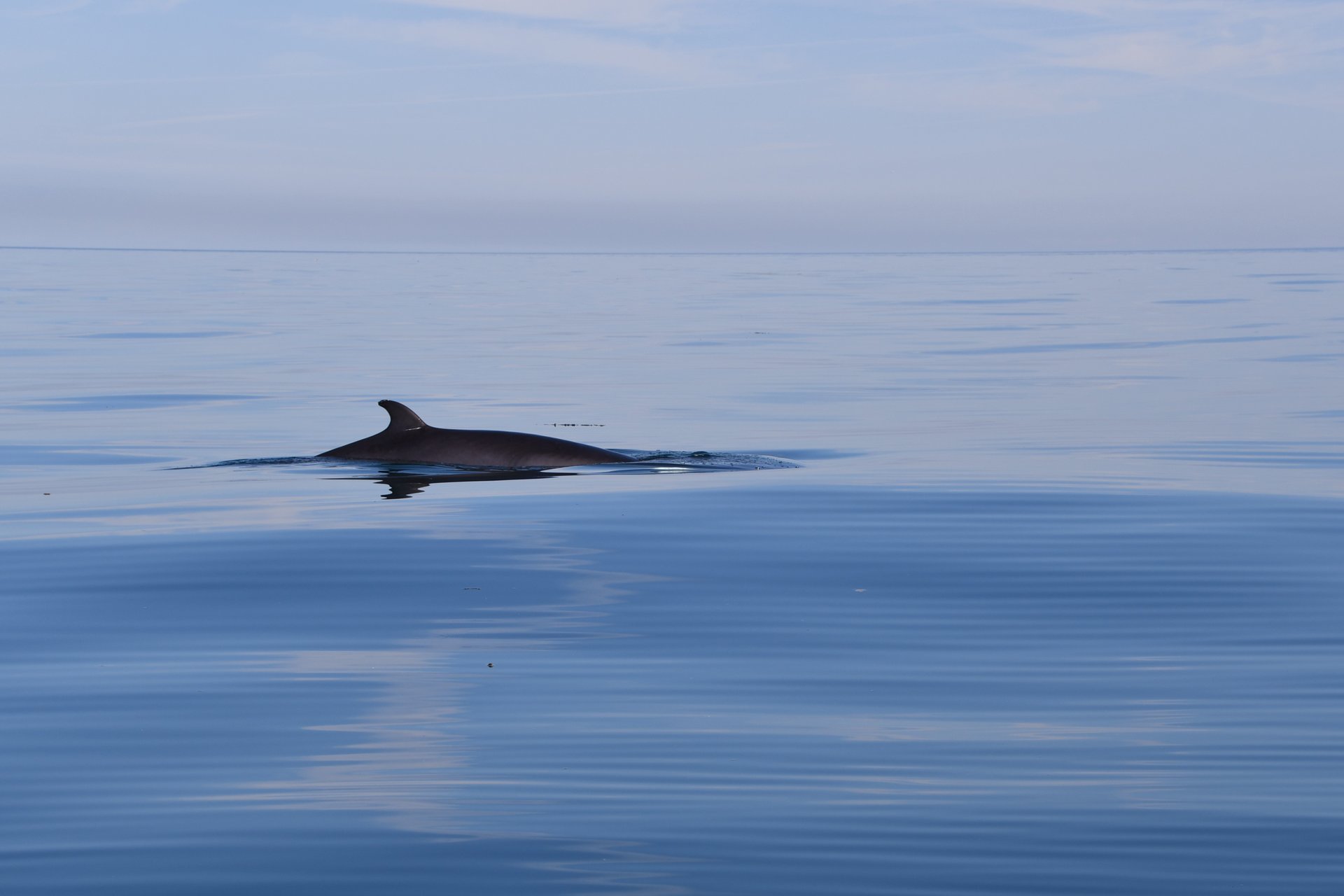 Observação de baleias e dolfins de Gales