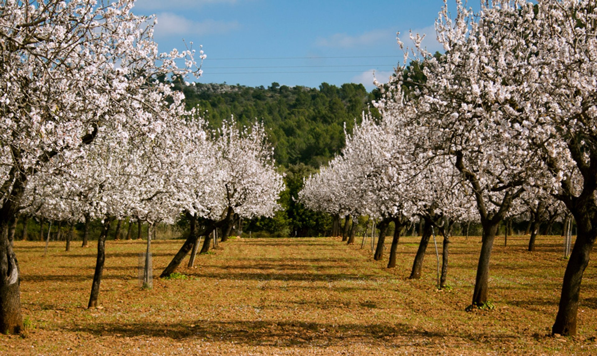 Almond Trees Blossom