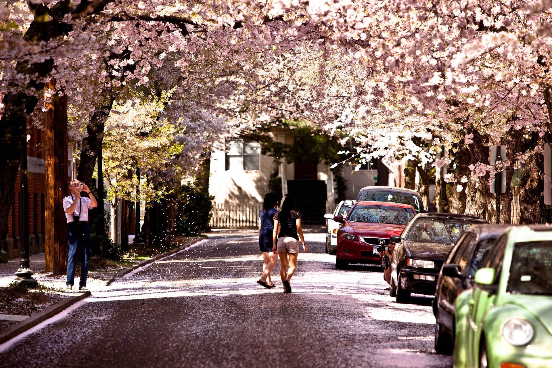 New Haven Cherry Blossom Festival 2025 Aimil Ethelda