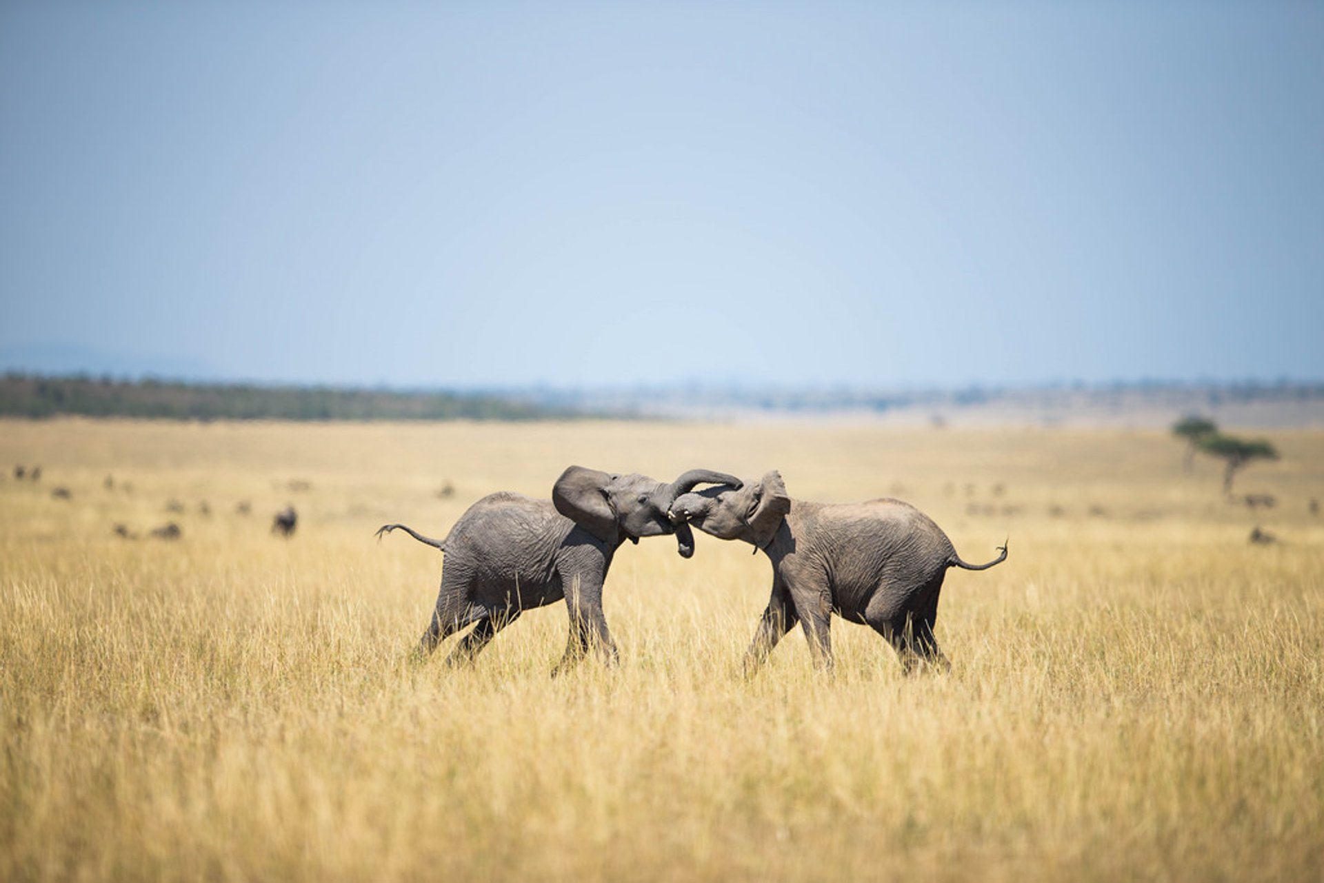 Newborn Animals