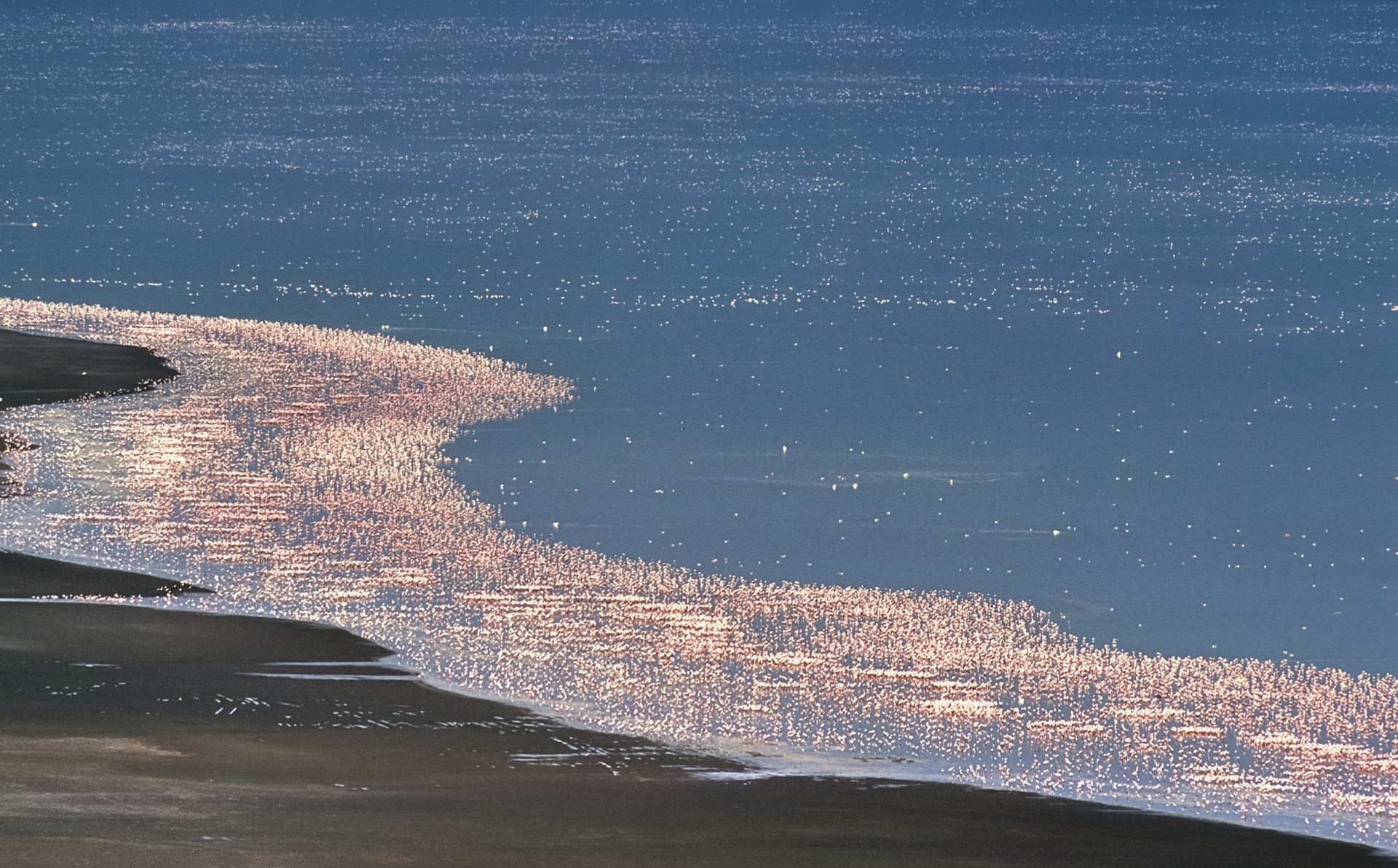 Flamingos sui laghi della valle del Rift