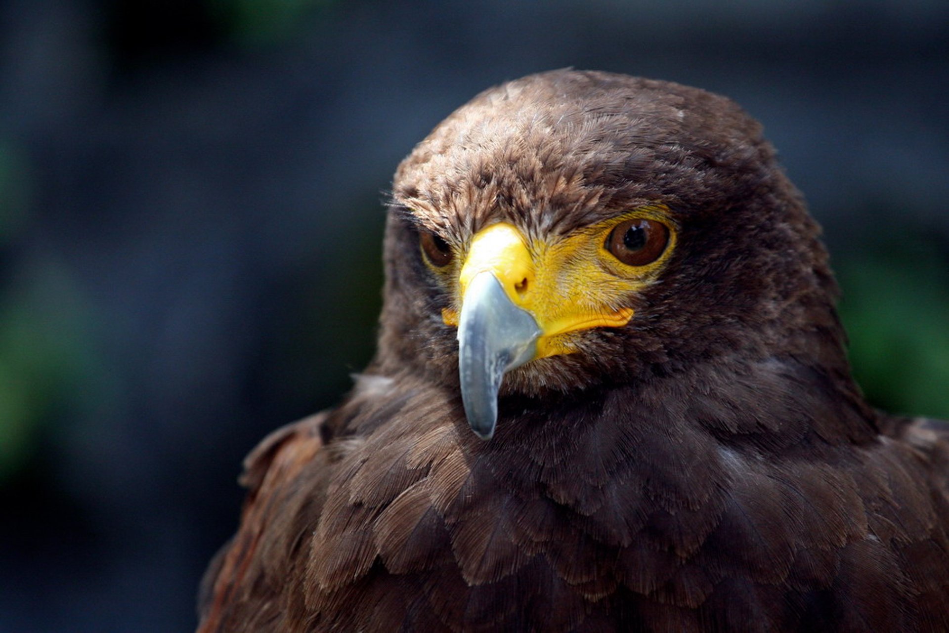 Vogelbeobachtung