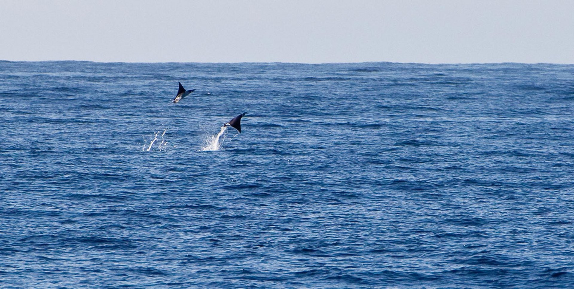 Hammerheads e Manta Season