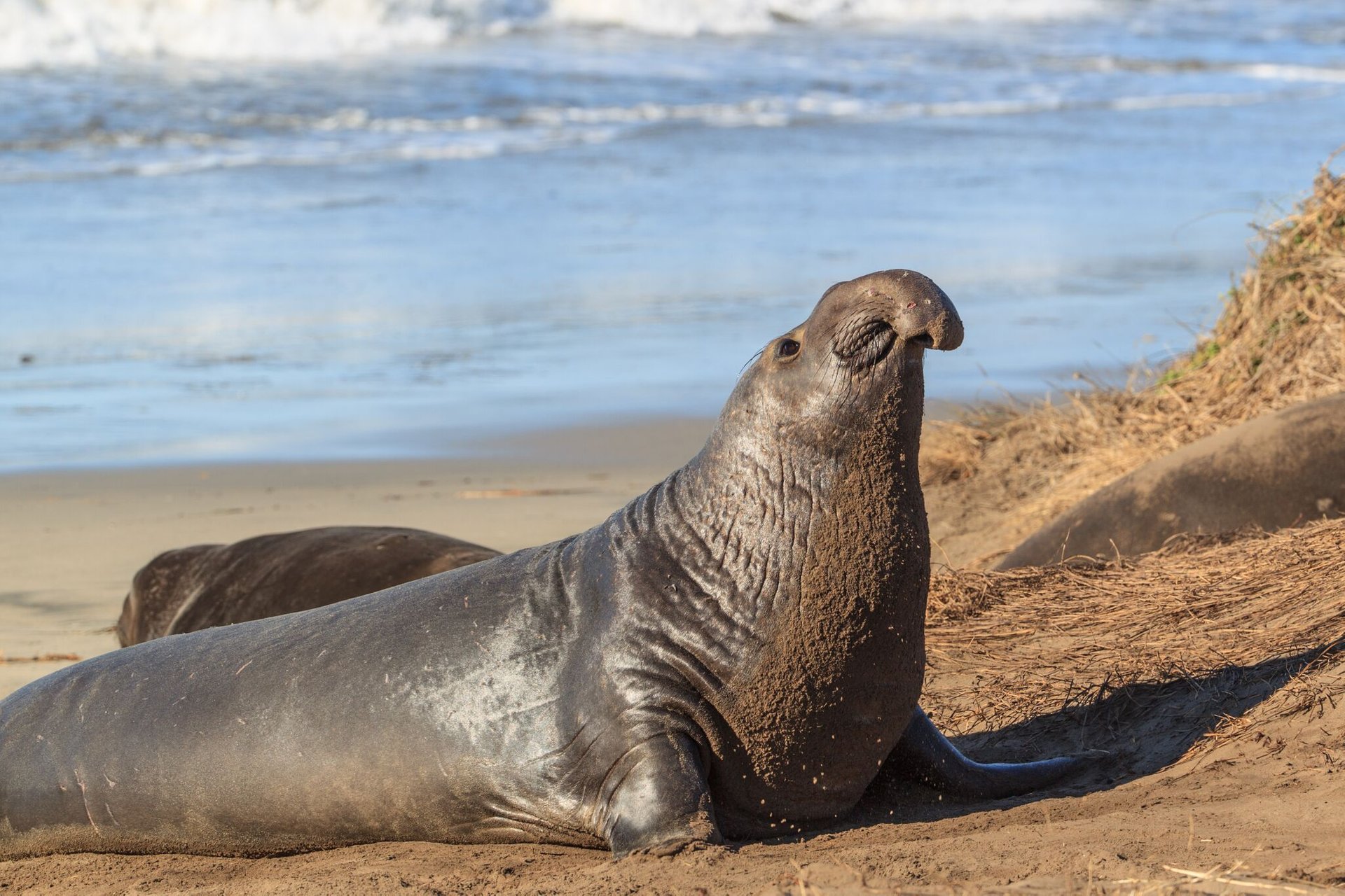 How To Visit Elephant Seals In California - Secret San Francisco