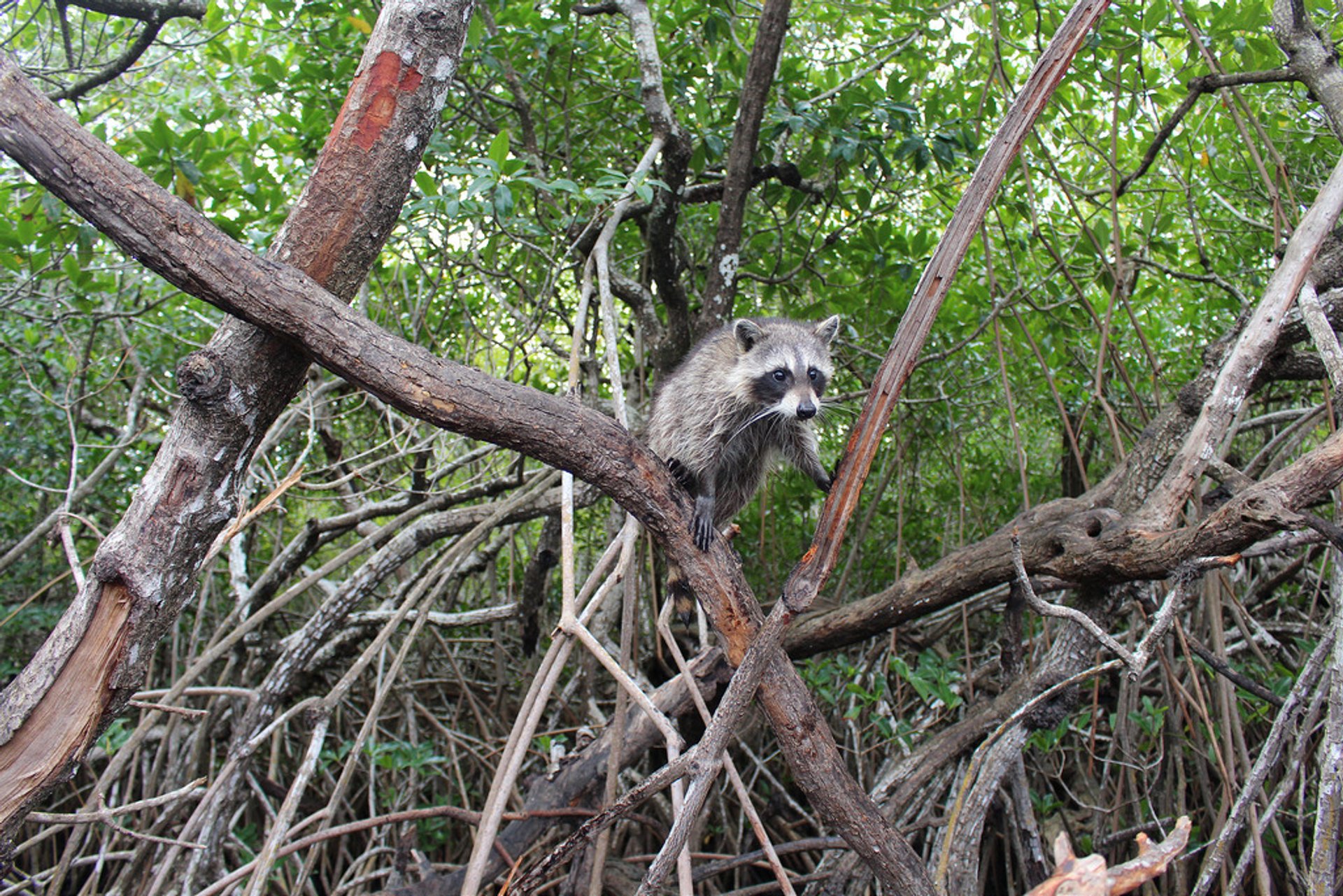 Aventura de navegación en Everglades