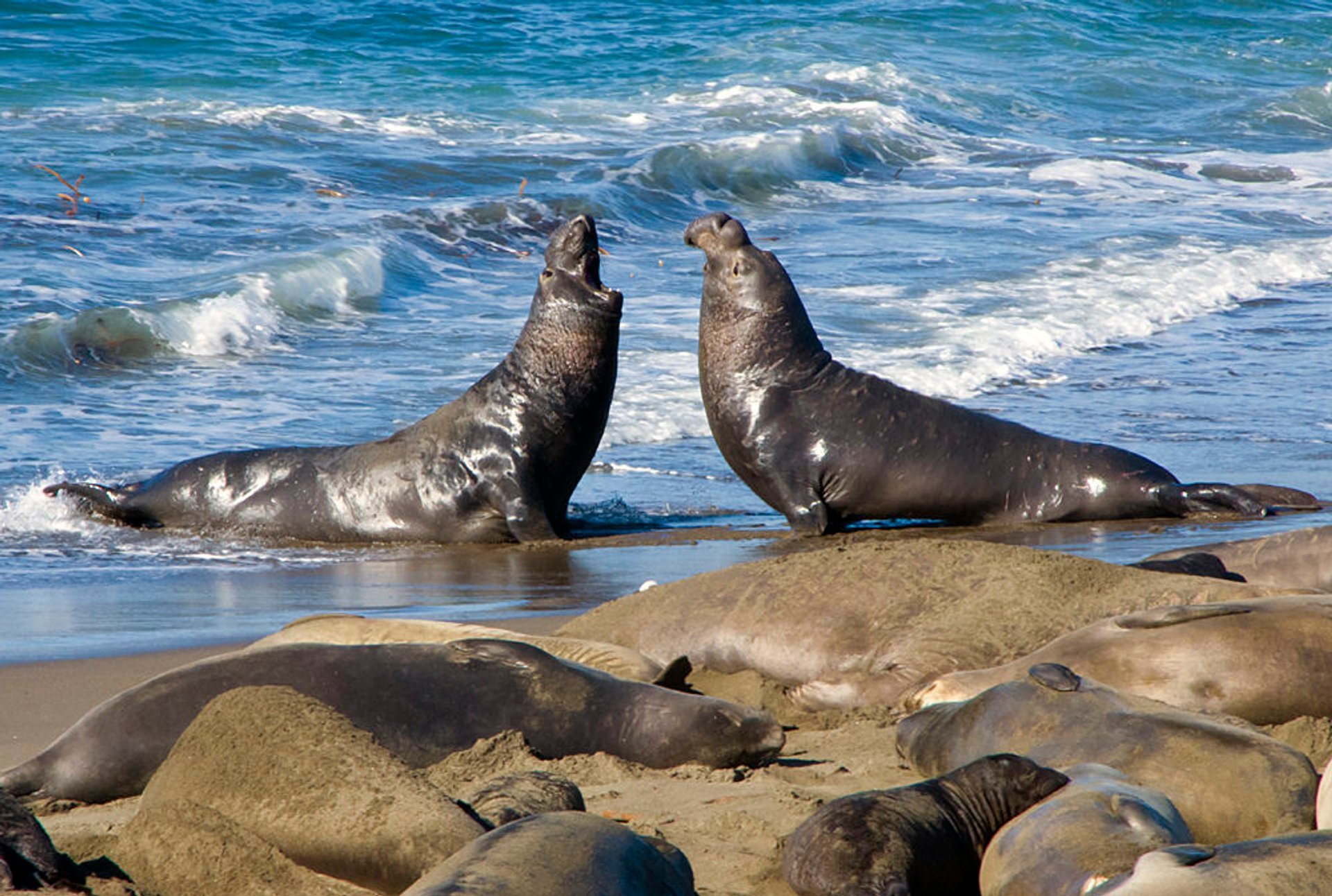 Elephant Seals