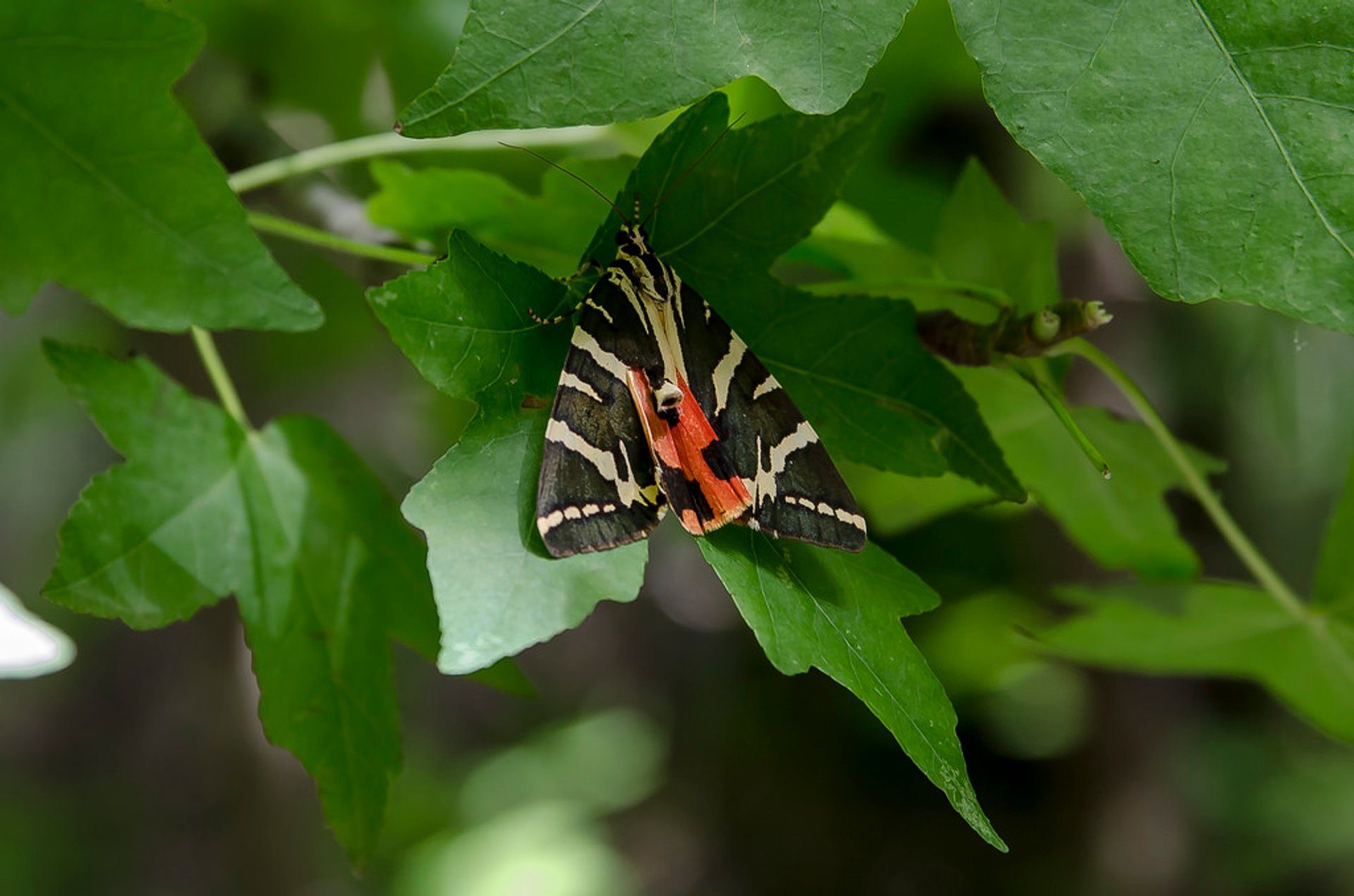 Das Tal der Schmetterlinge in Rhodos