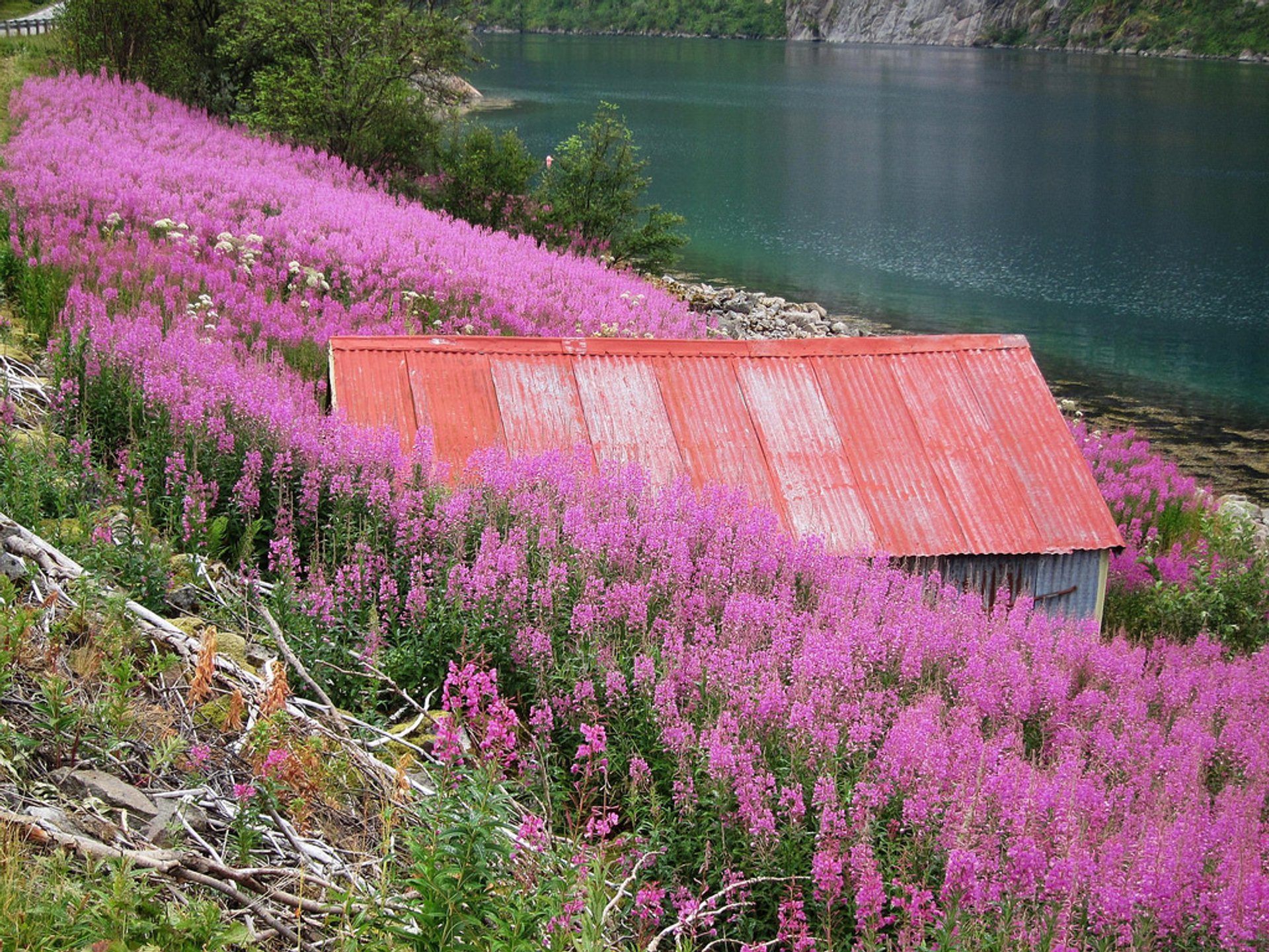 Flores silvestres