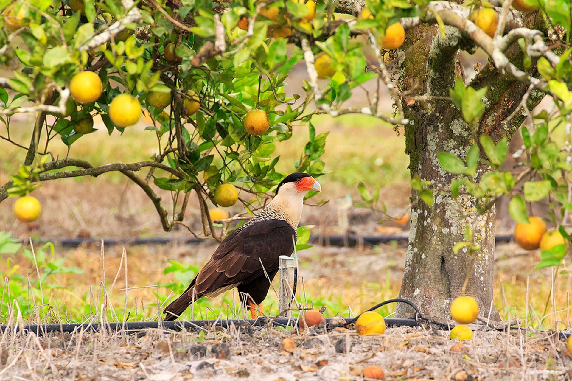 Citrus Season