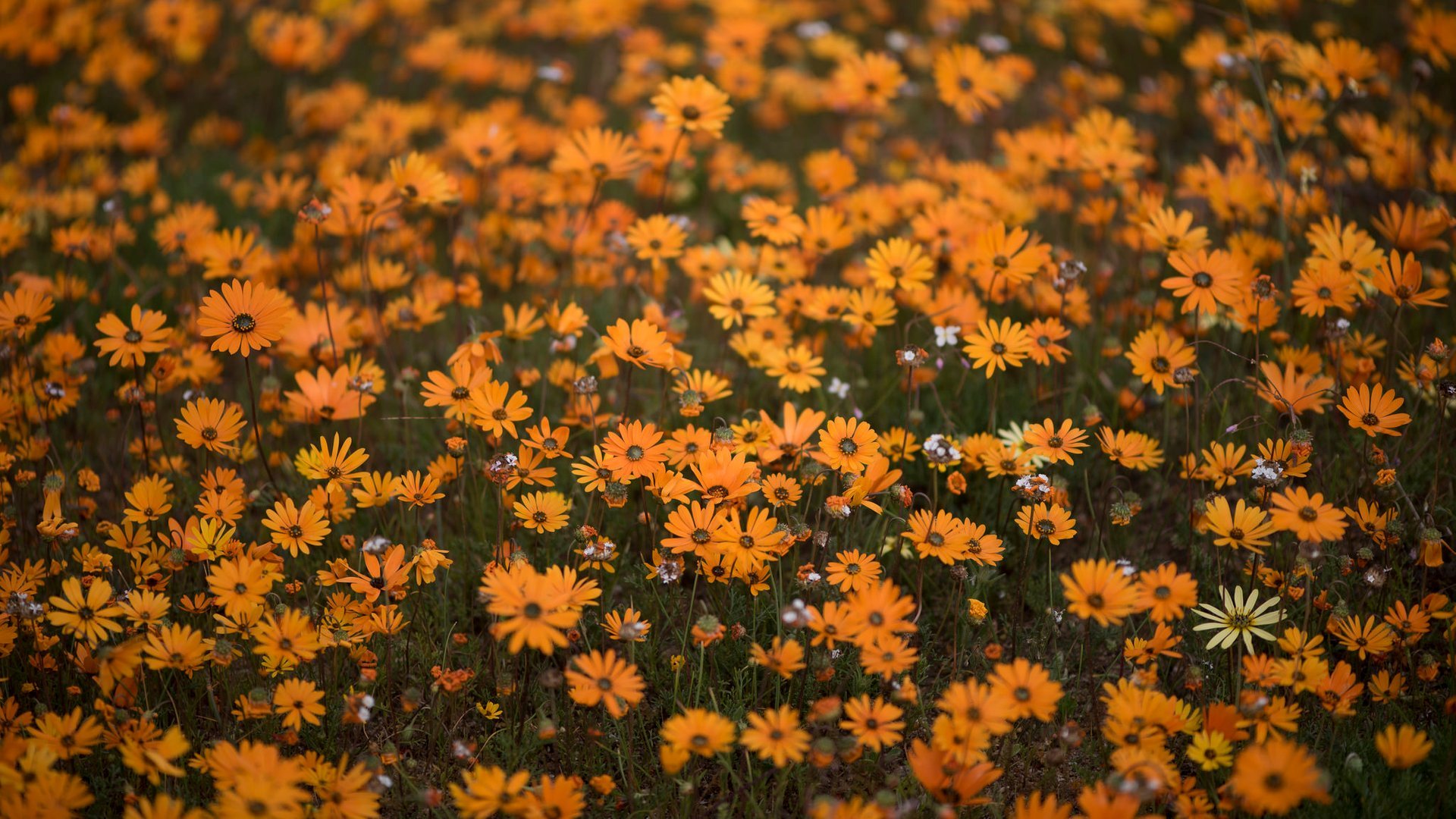 Fleurs de Namaqualand