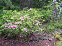 Pazifischer Rhododendron