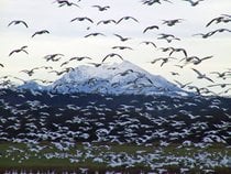 Migración de gansos de nieve