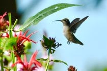 Hummingbirds