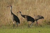 Sandhill Cranes 